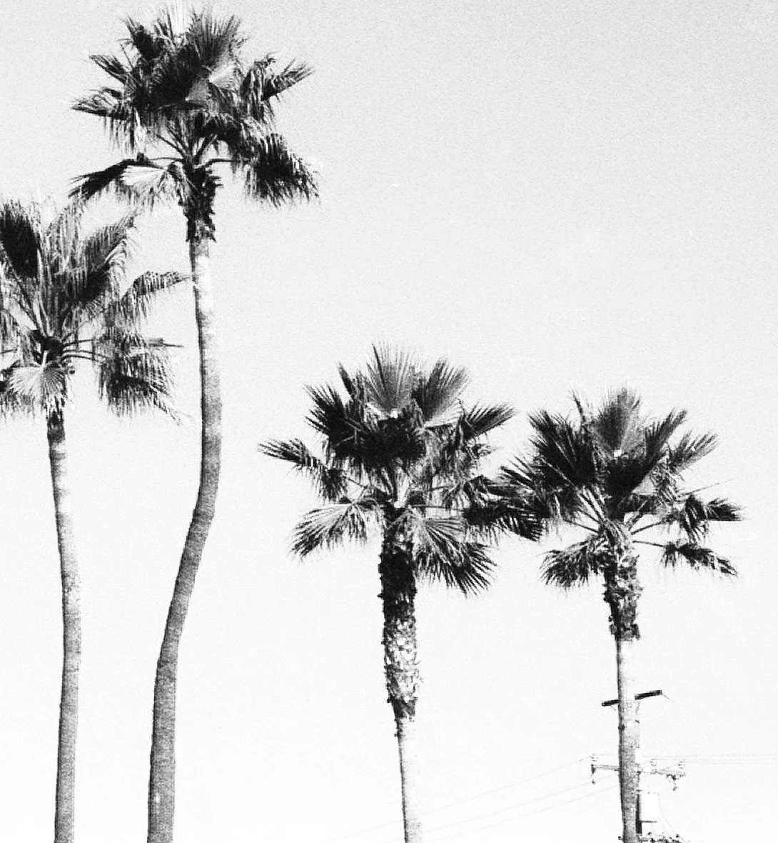 palmsNo.3_socalseries_closeup.jpg