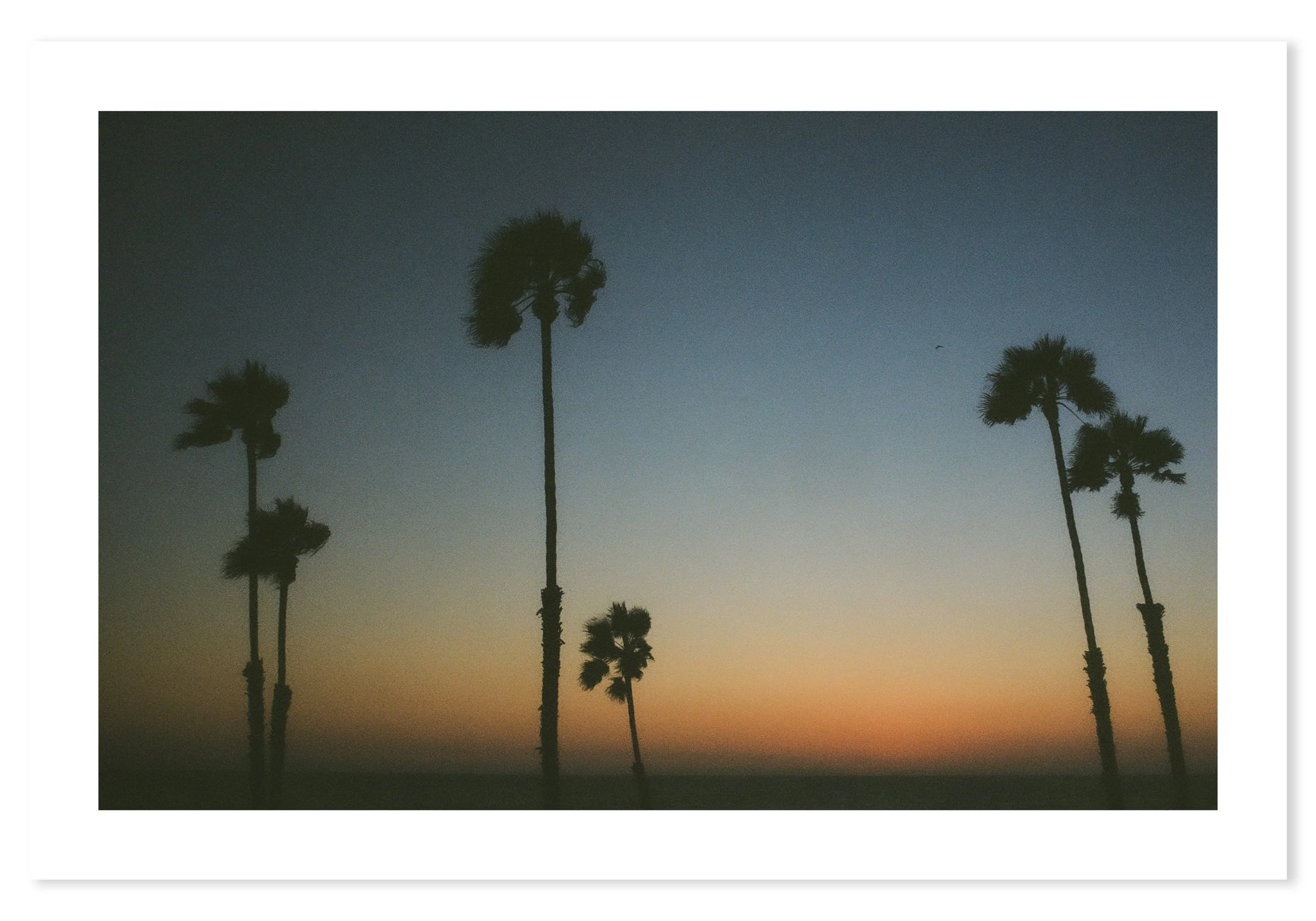 sunsetpalms_12x18_shadow.jpg