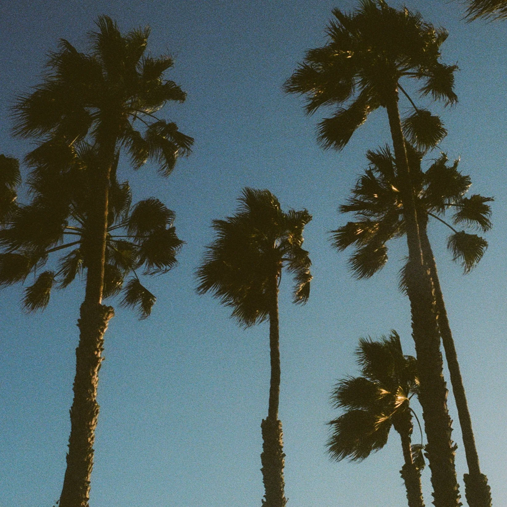 palms_NO.2__closeup.jpg