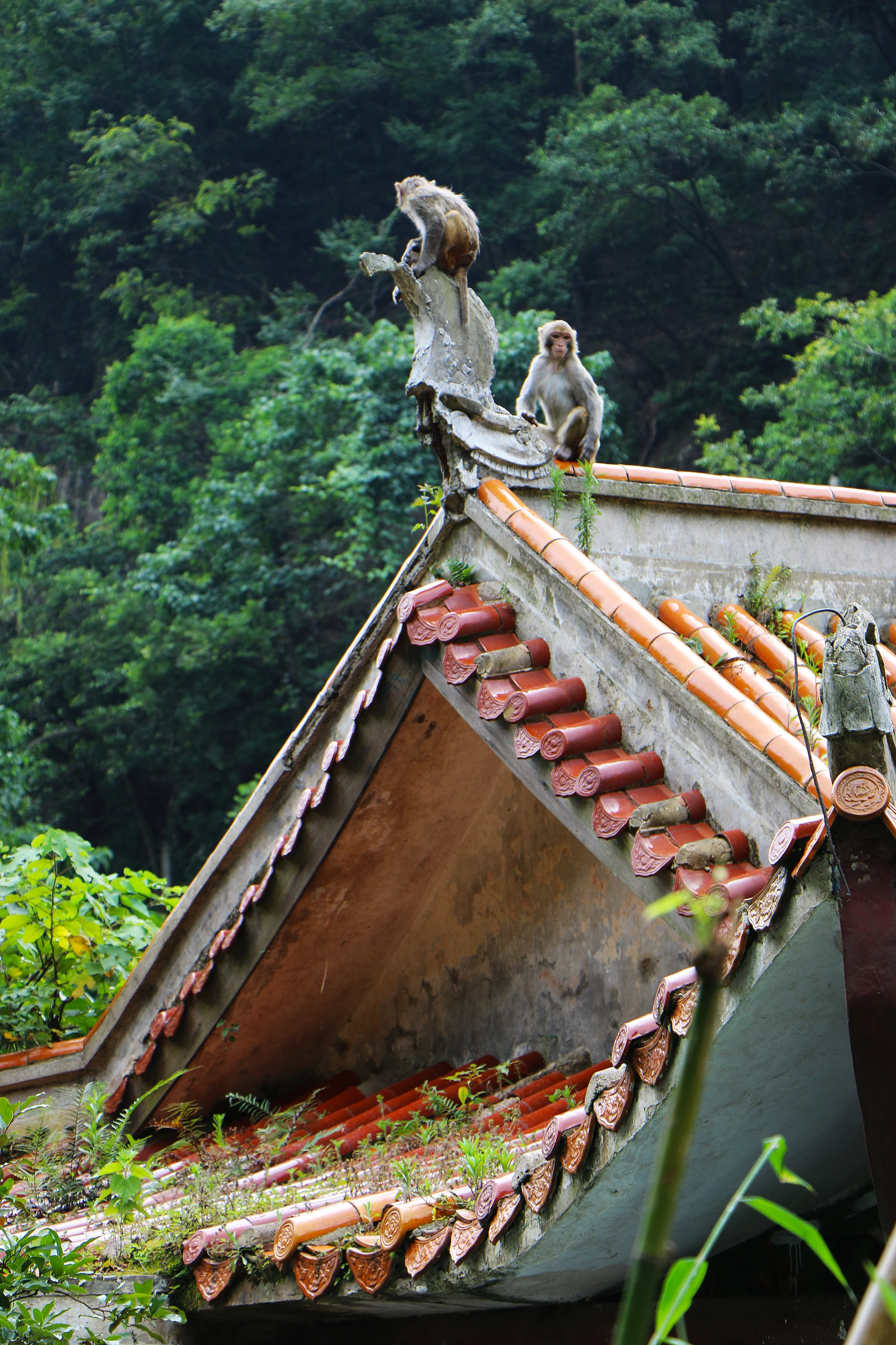 Monkey on top of Temple - China 
