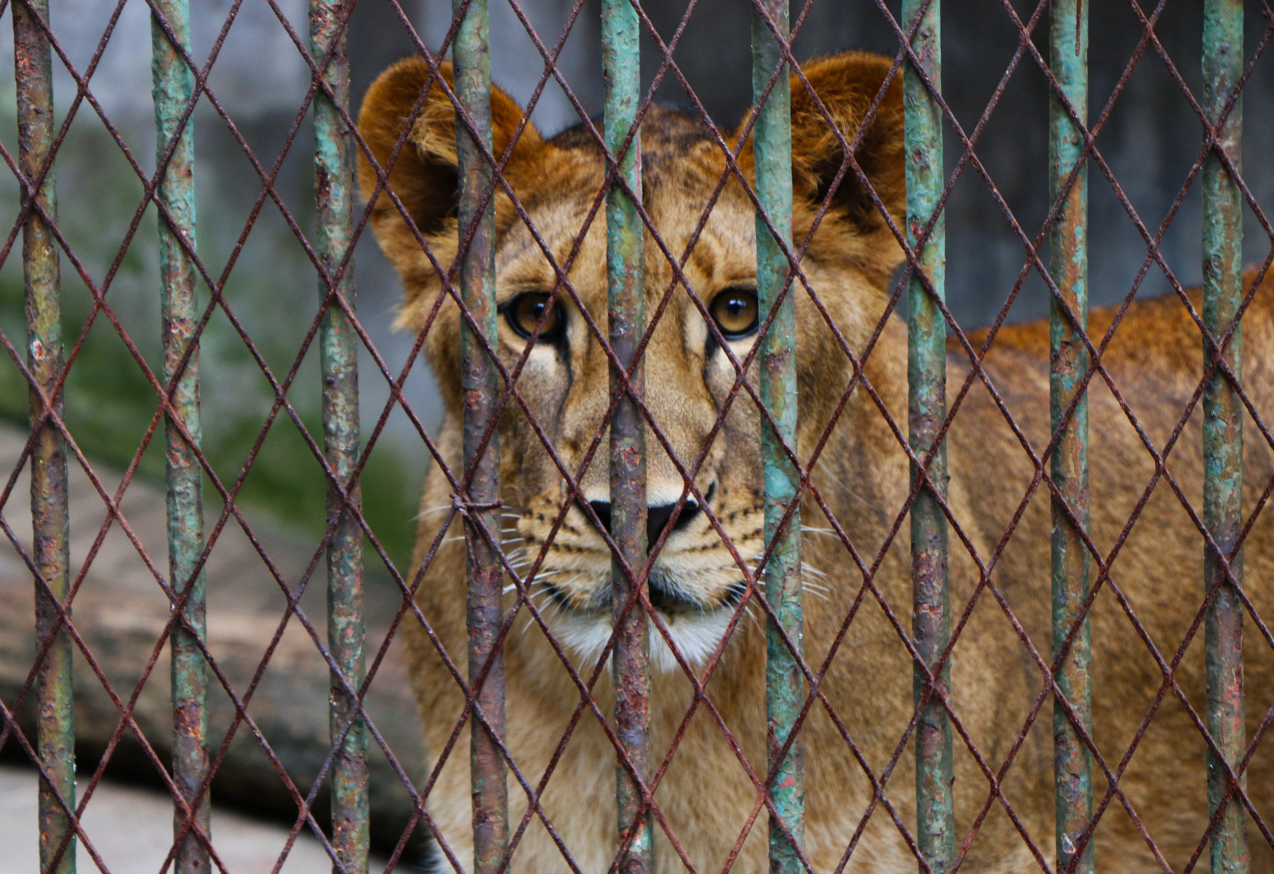 Lion in Cage - China 