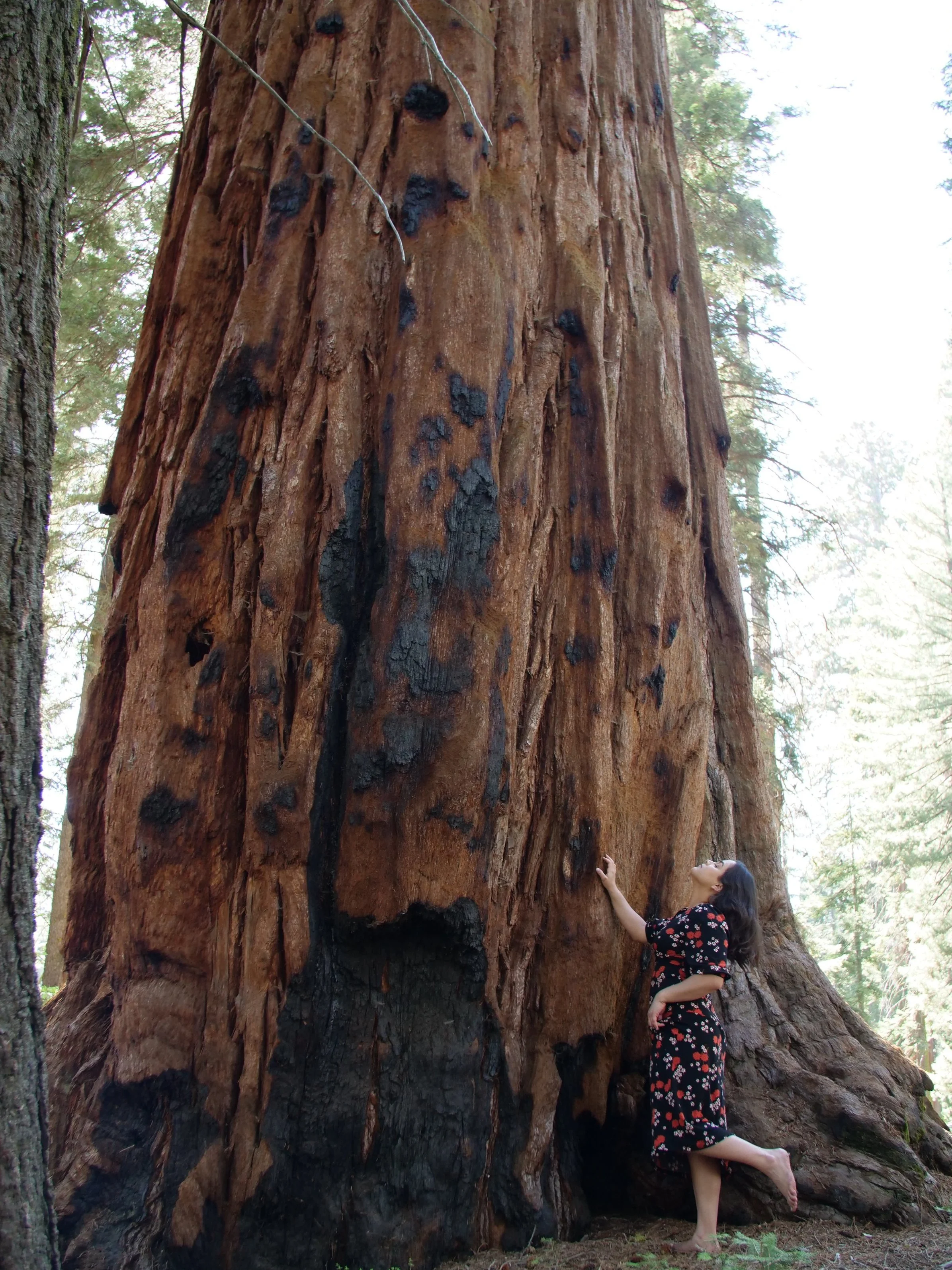 Sequoia National Park Redwood Tree