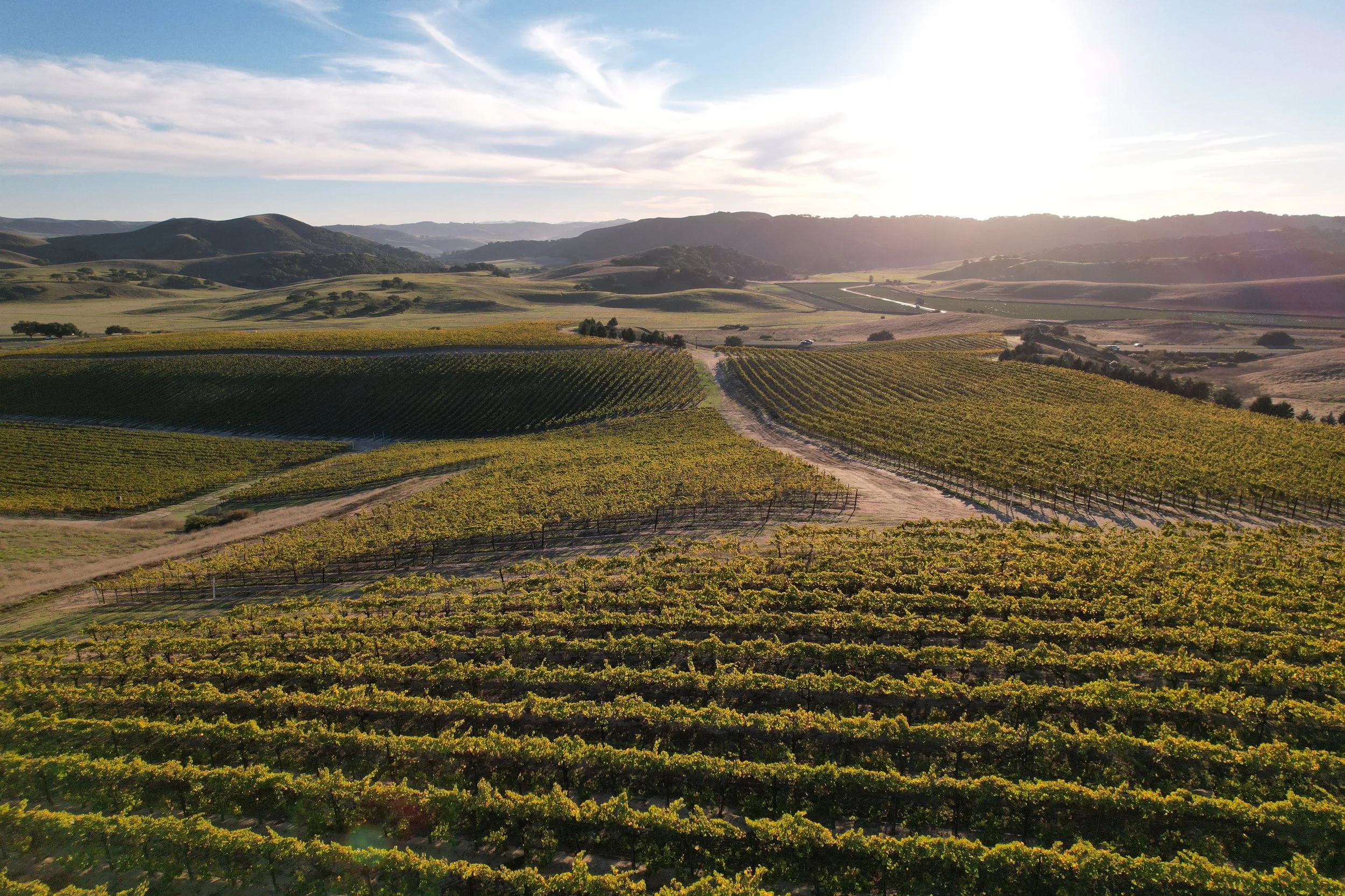 San Luis Obispo Vineyard
