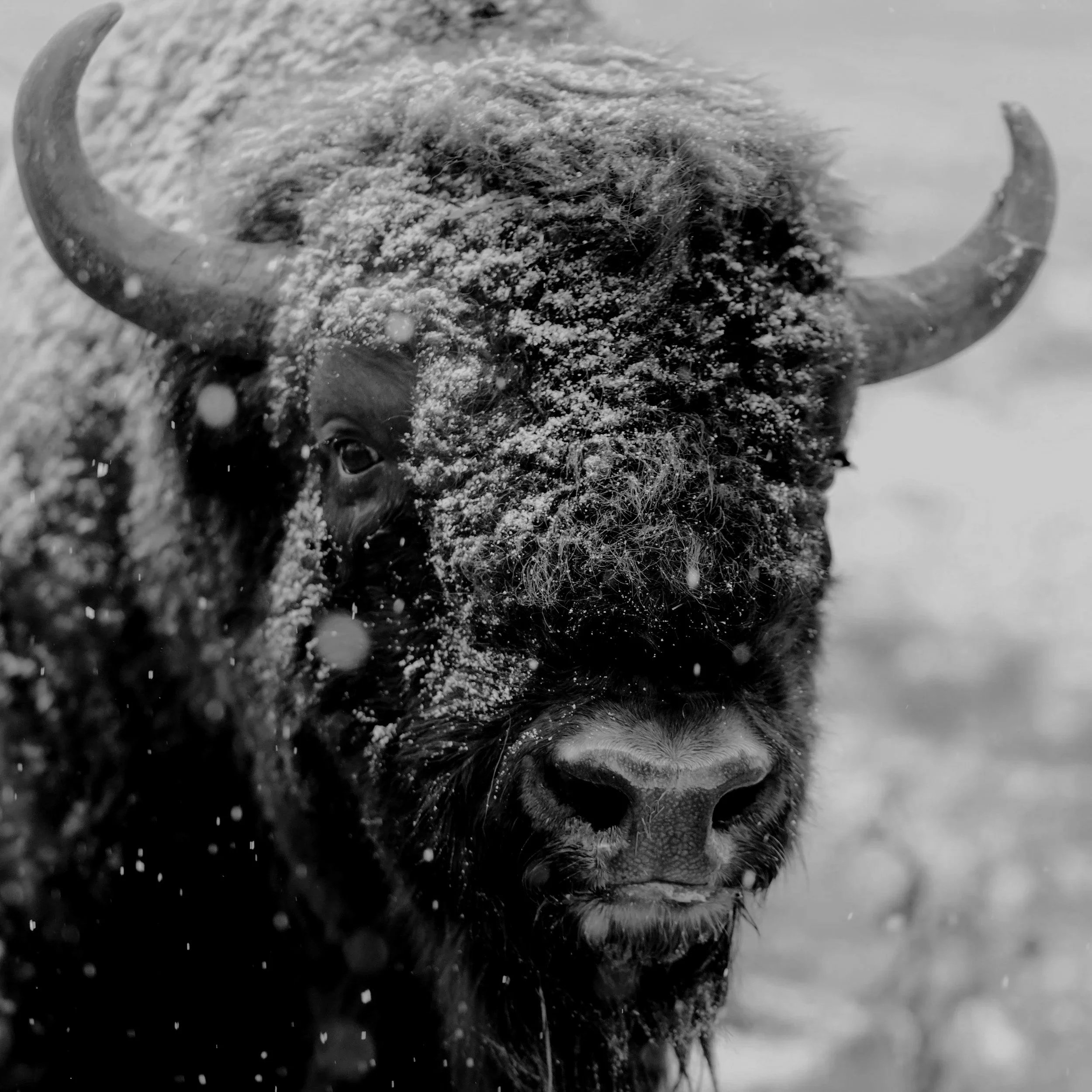 2026 Vision: Walking Into the Storm Like the Bison