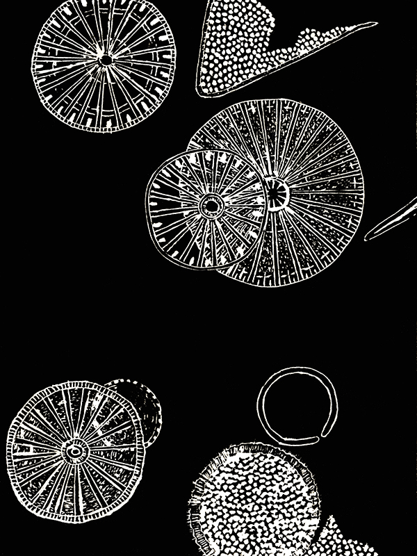 Diatom Wheels