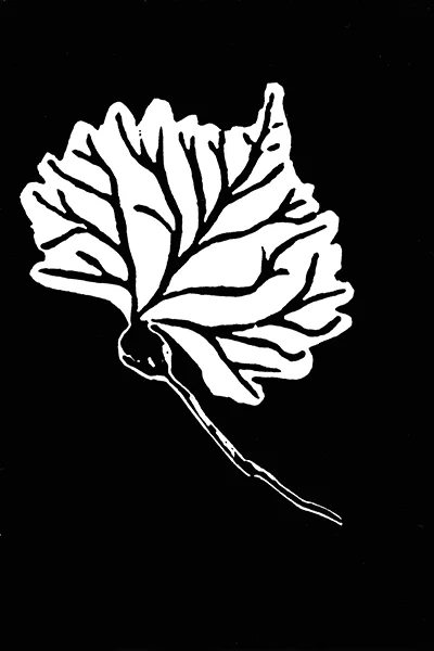 Cottonwood