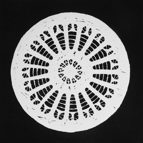 White Diatom