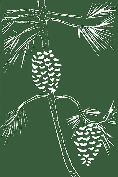 Grey Pine (in Color)