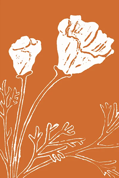 California Poppy (in Color)