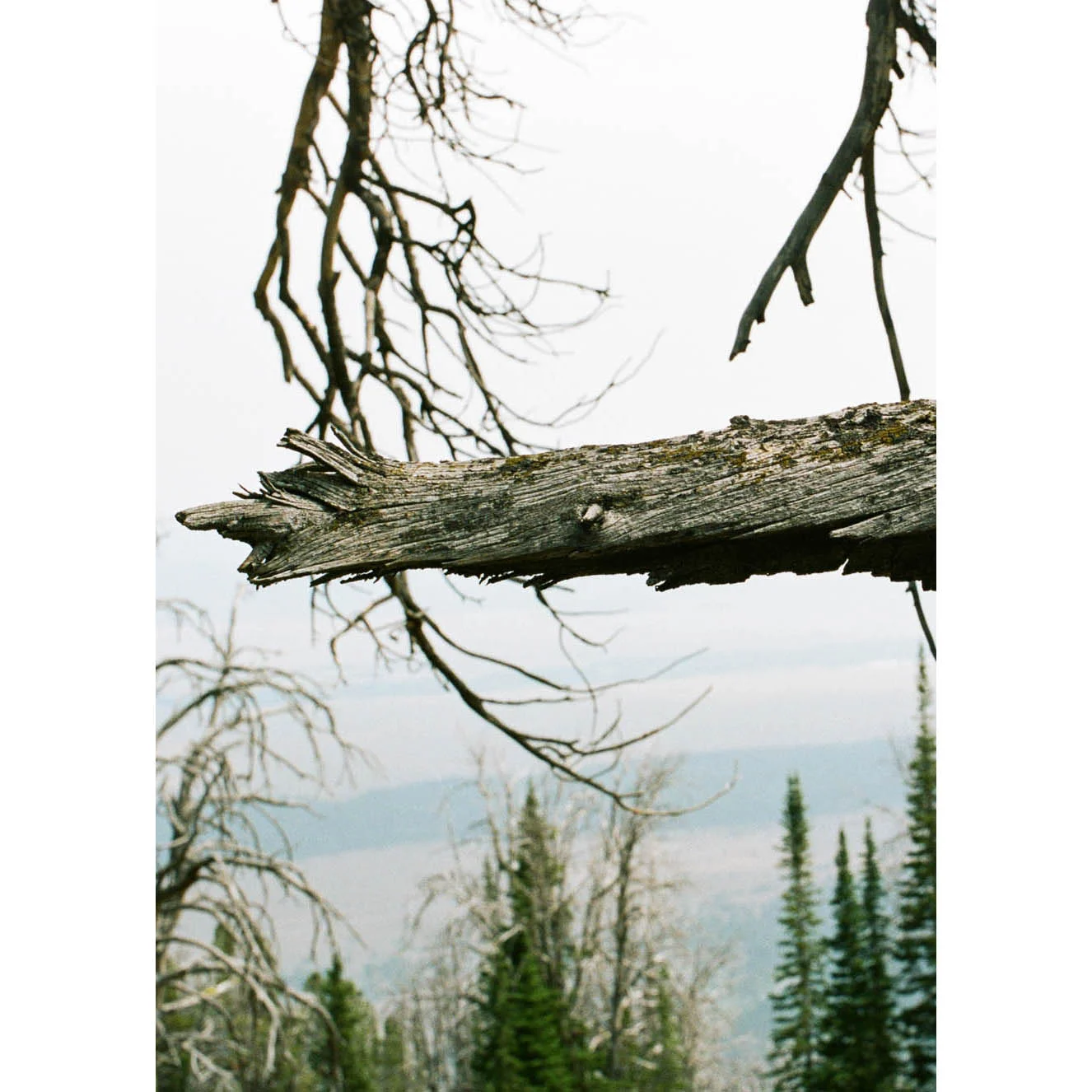 tiwanot cover.jpg