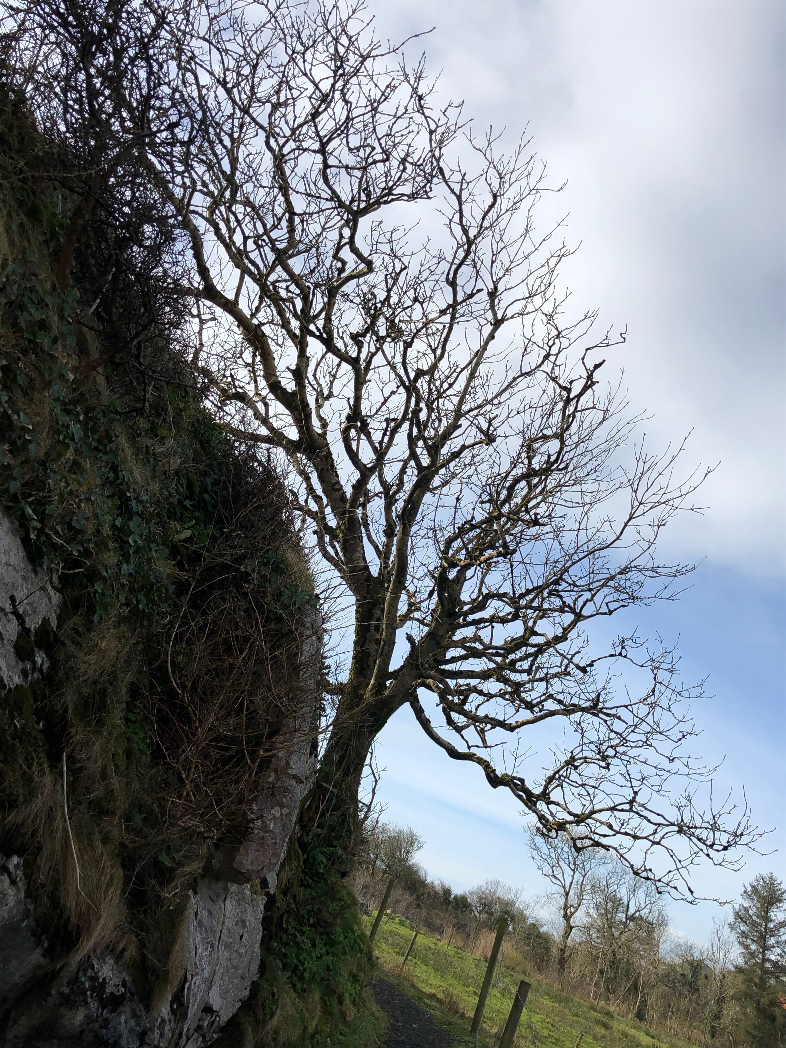 We Are All Circulatory Systems.jpg