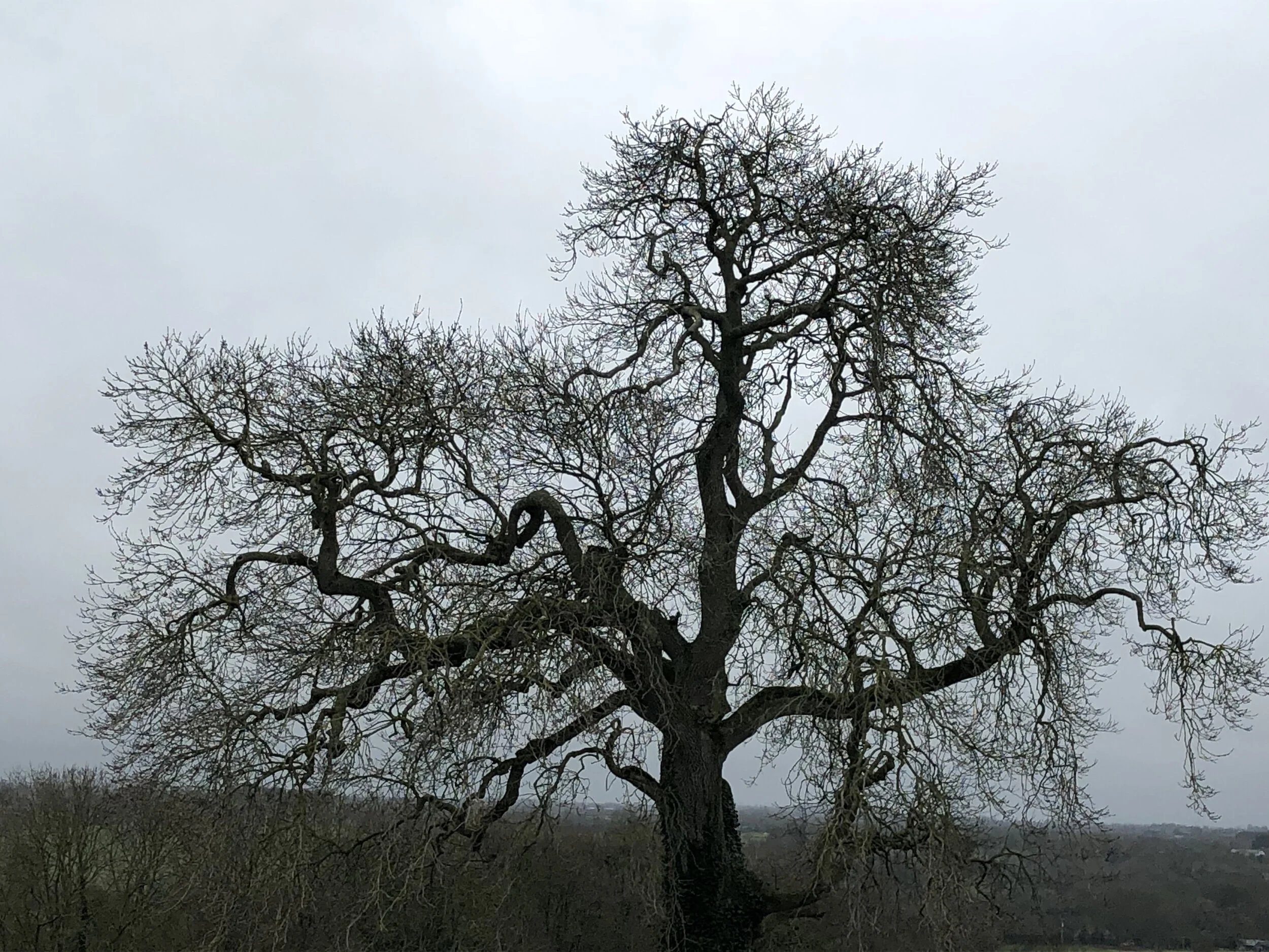 This Tree Has Seen.jpg