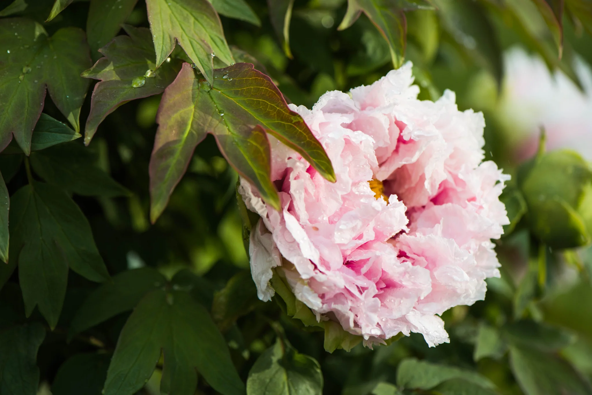 Being Present In Photography