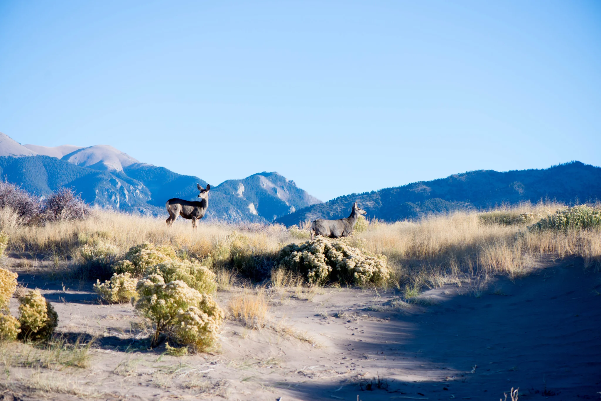 The Great Sand Dunes National Park, CO