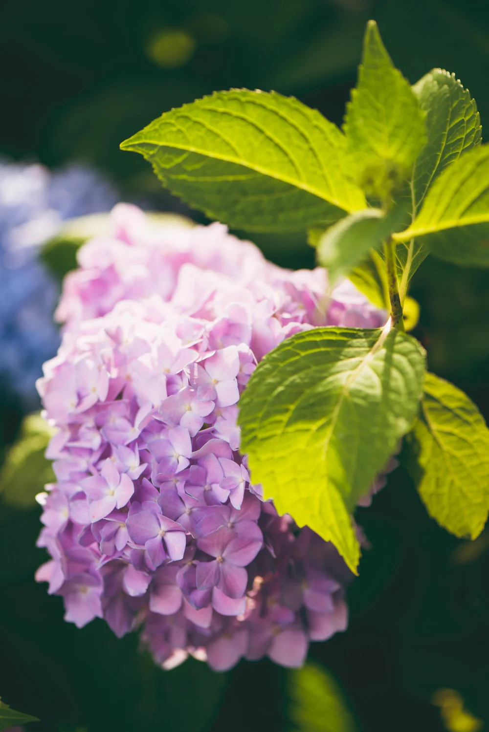 five steps towards feeling blessed