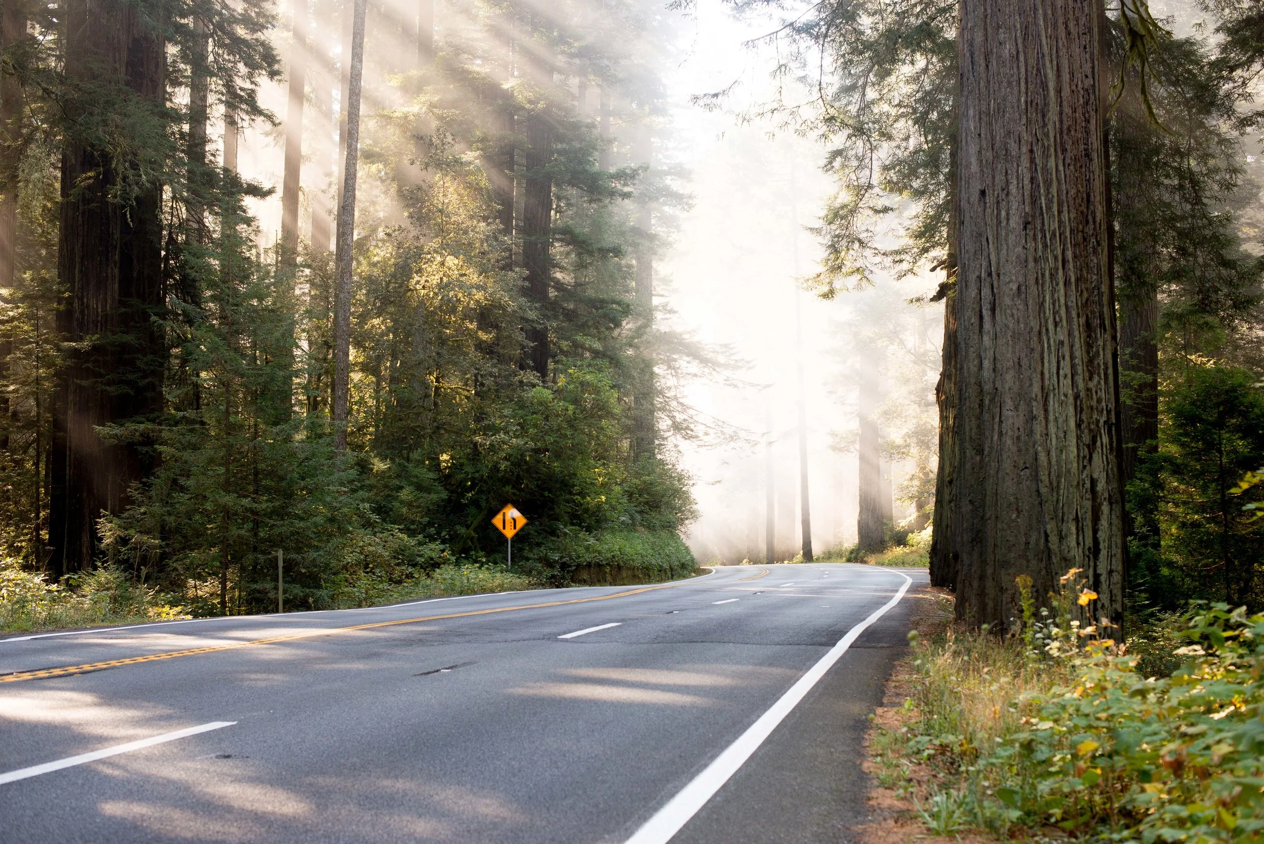 Redwood National  State Parks CA