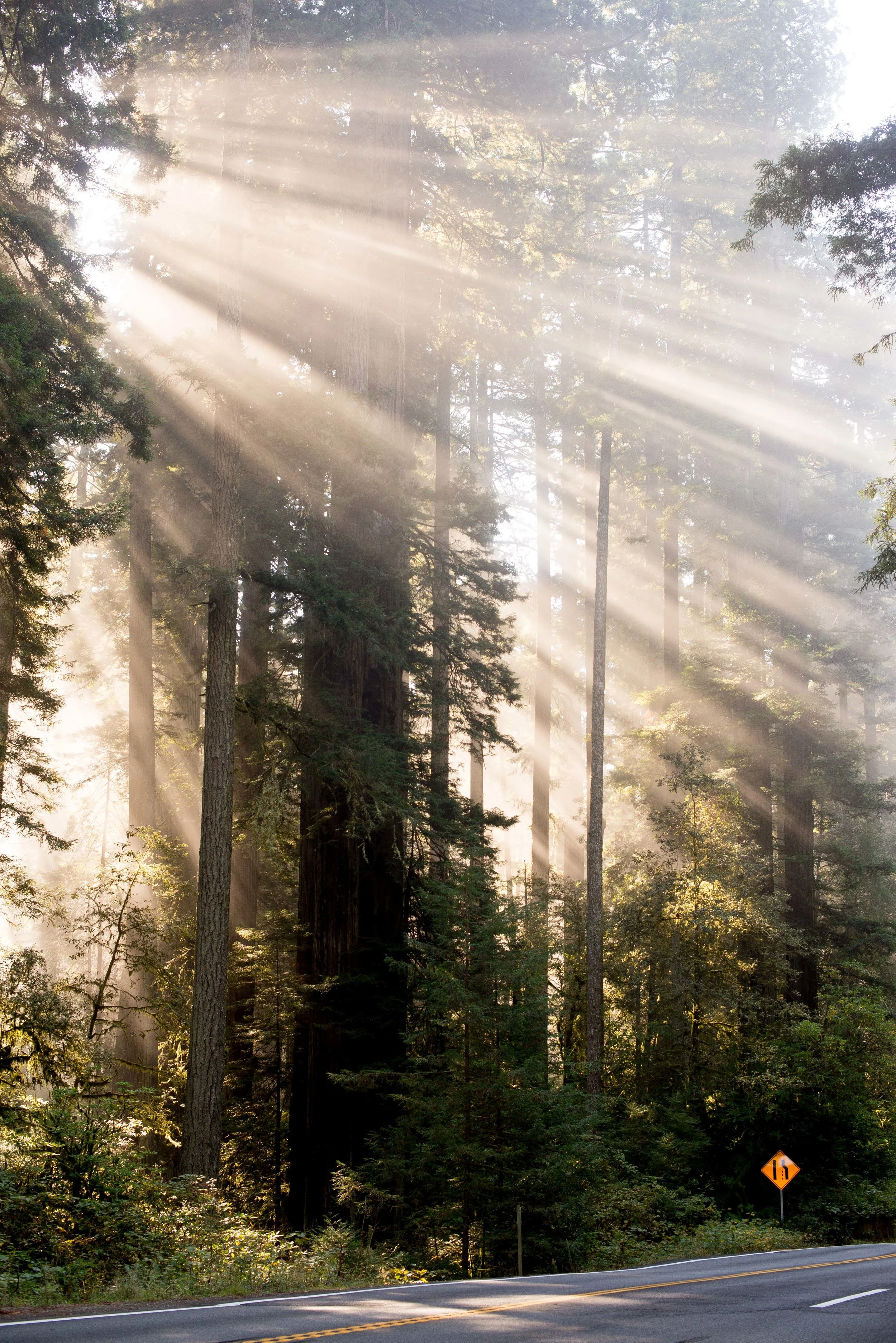 Redwood National  State Parks CA