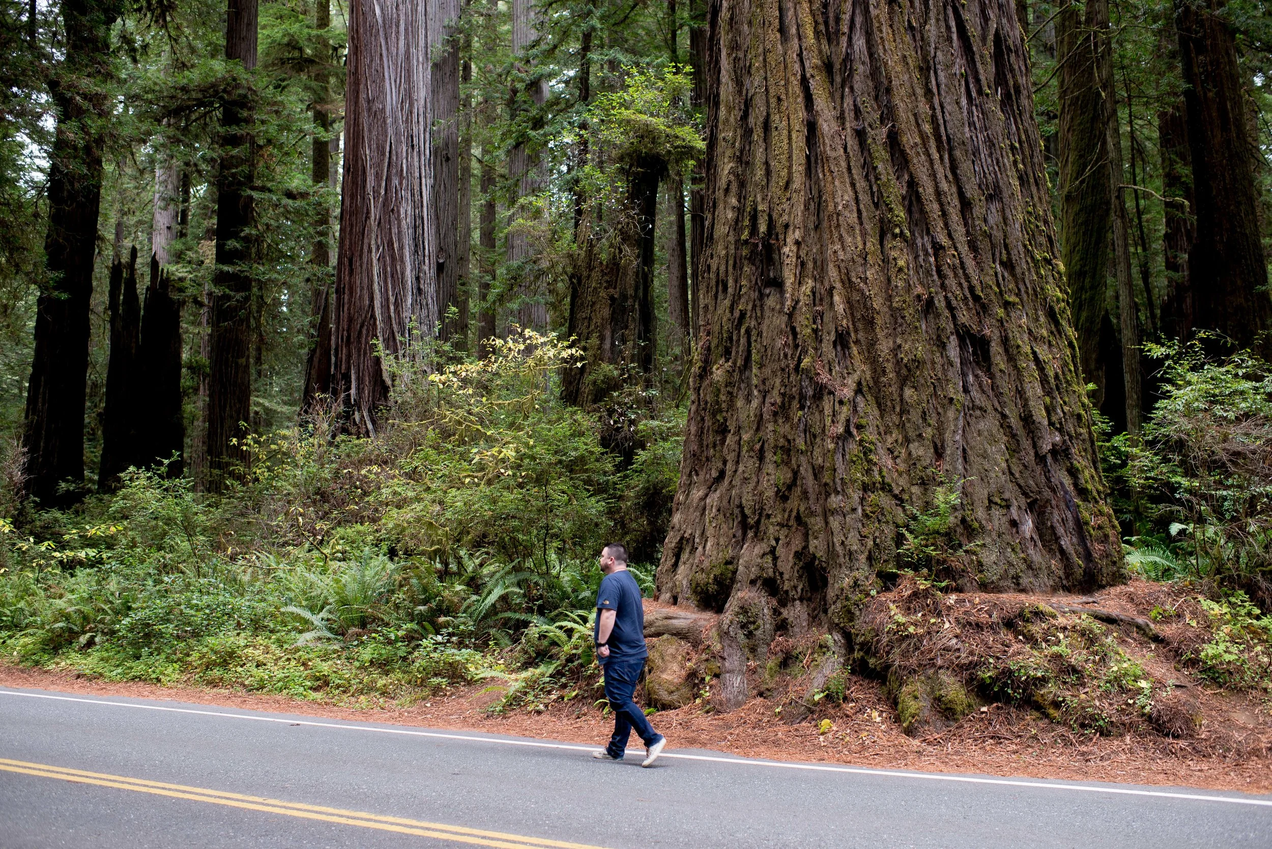 Redwood National  State Parks CA