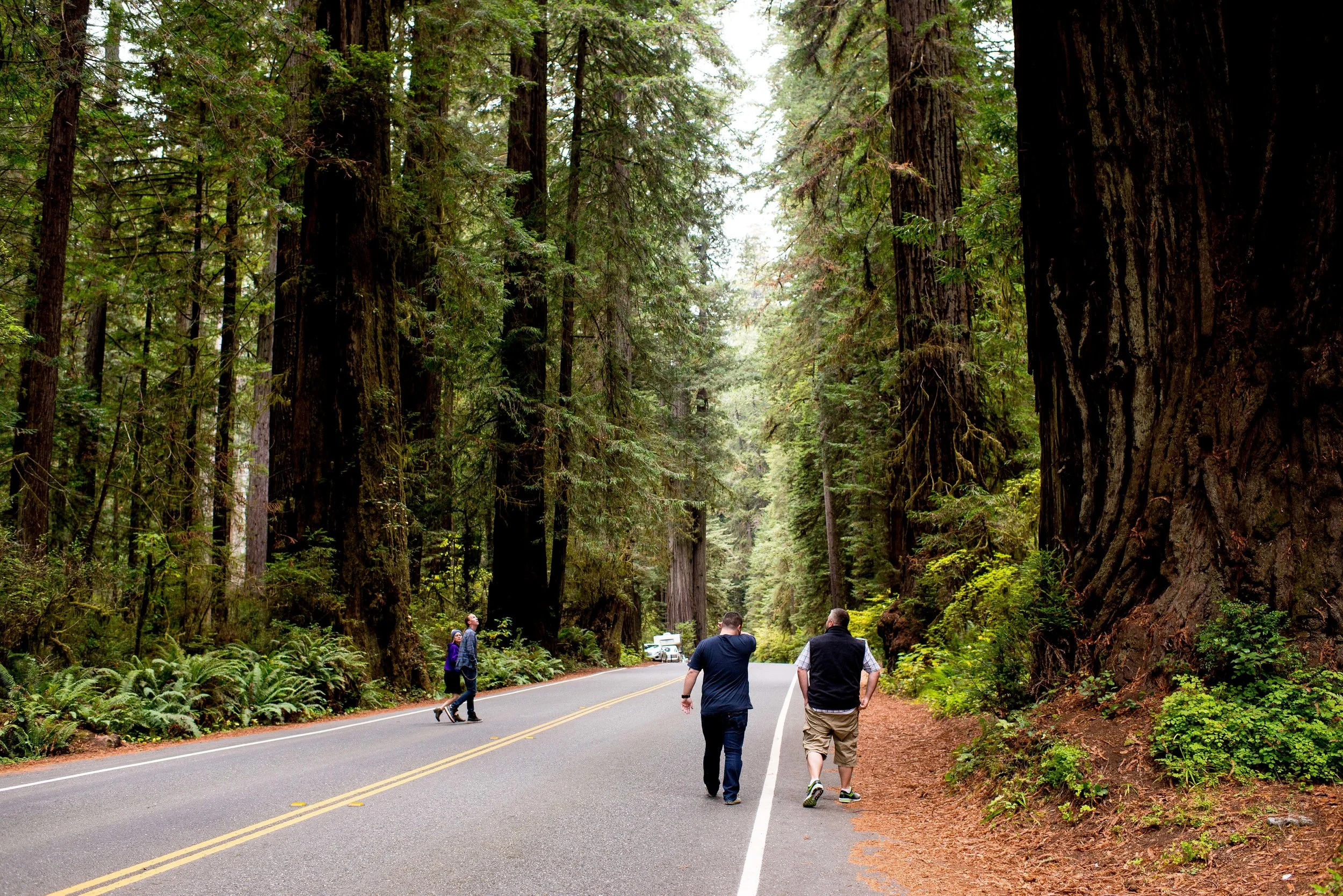 Redwood National  State Parks CA