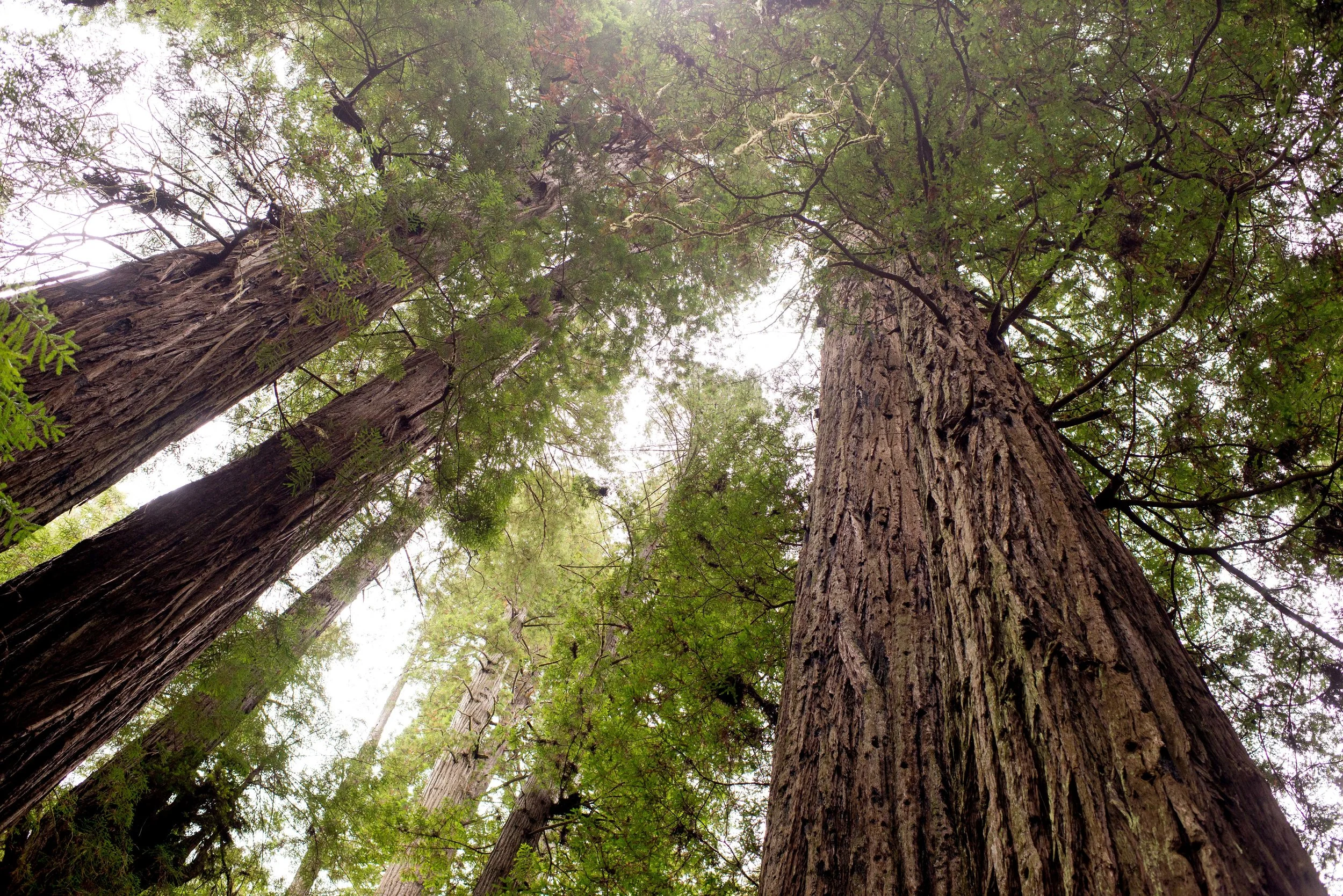Redwood National  State Parks CA