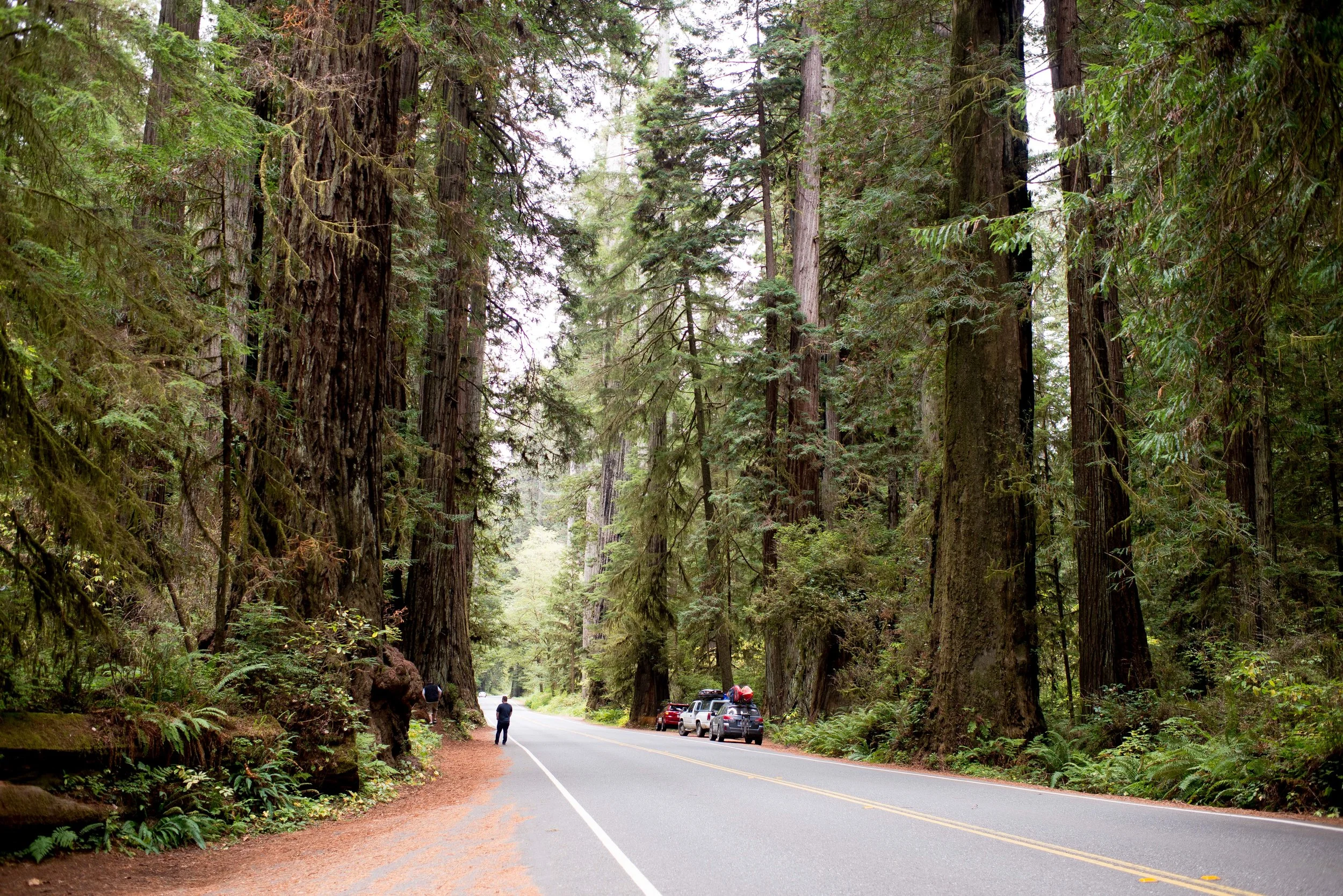 Redwood National  State Parks CA
