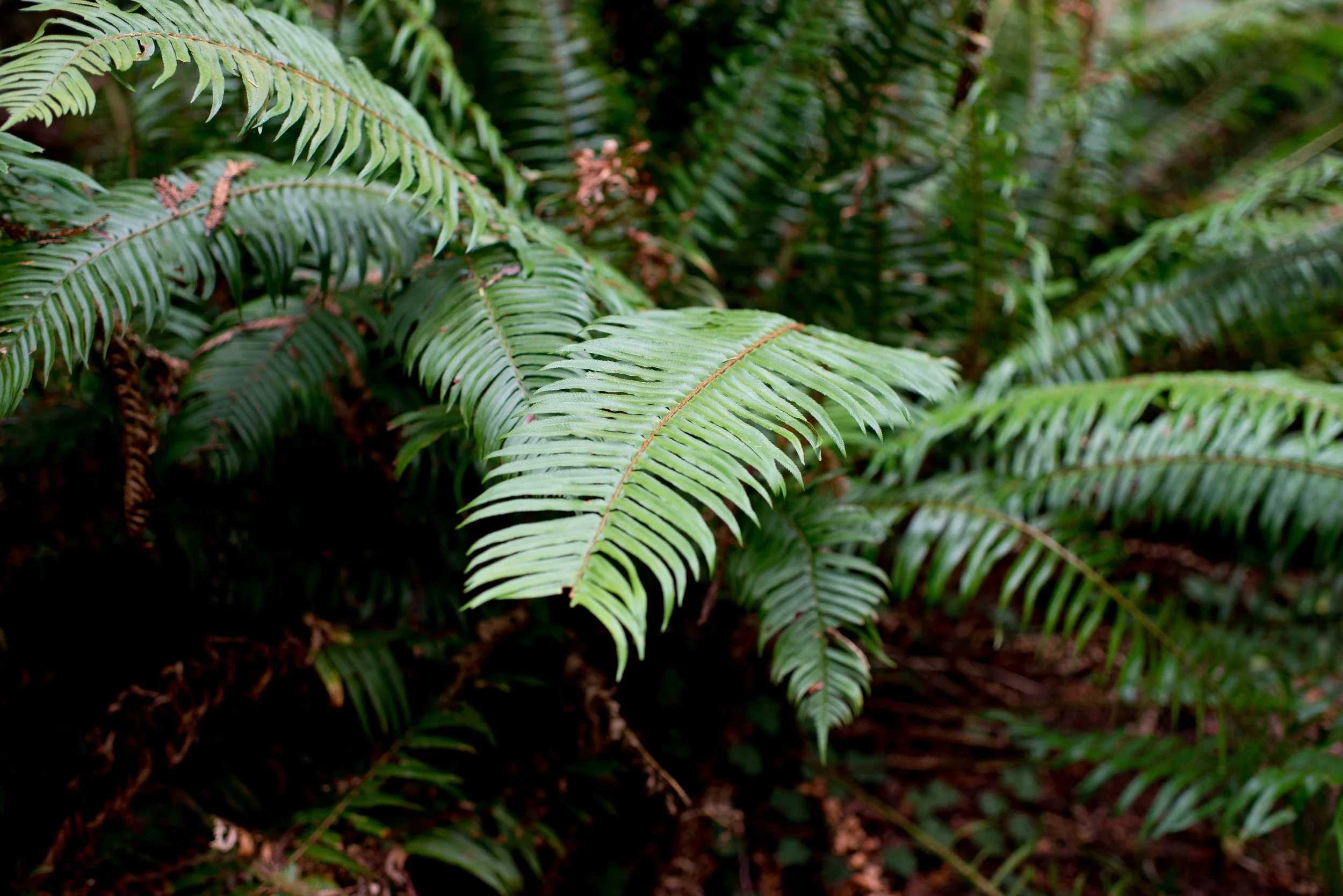 Redwood National & State Parks, CA