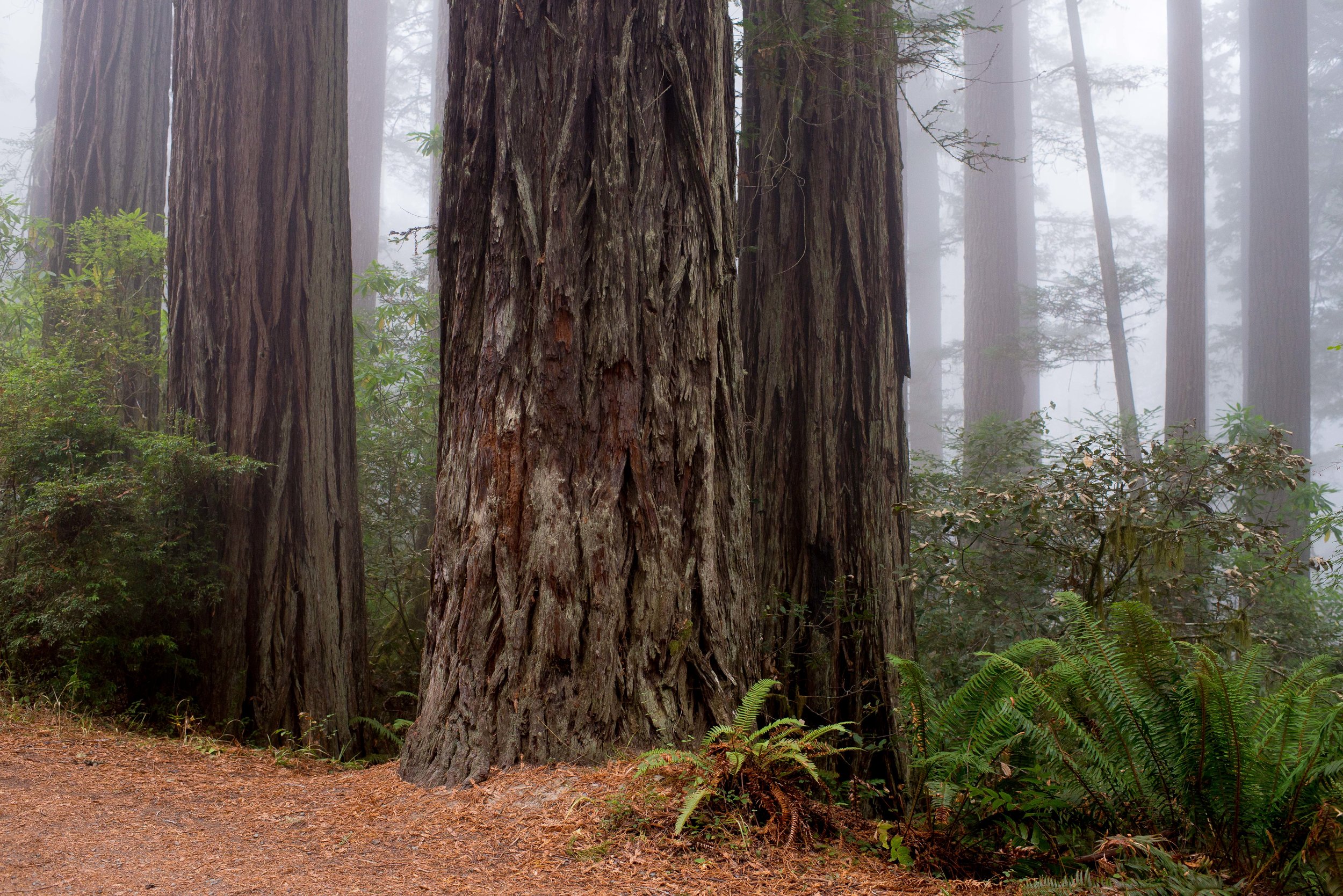 Redwood National & State Parks, CA