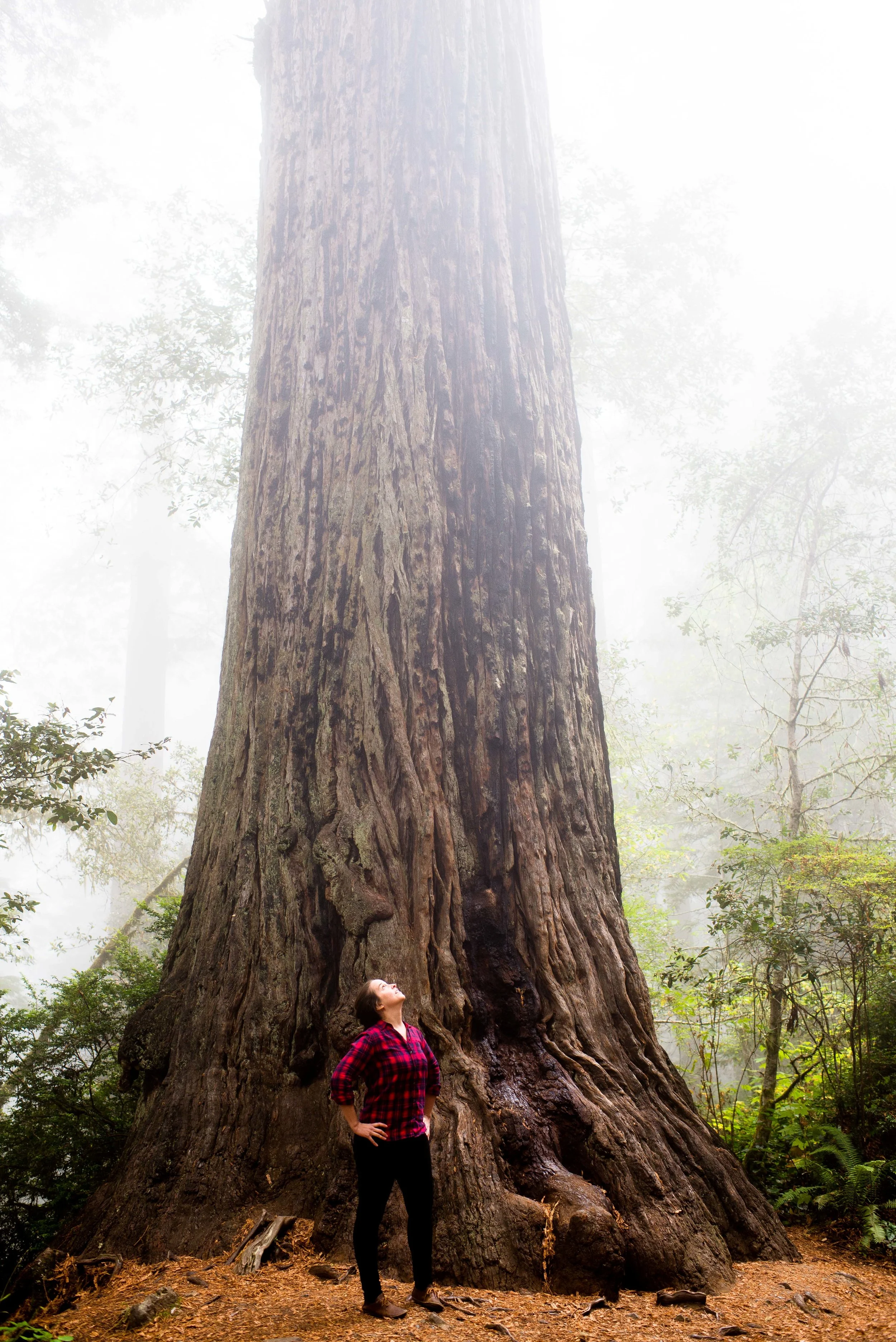 Redwood National & State Parks, CA