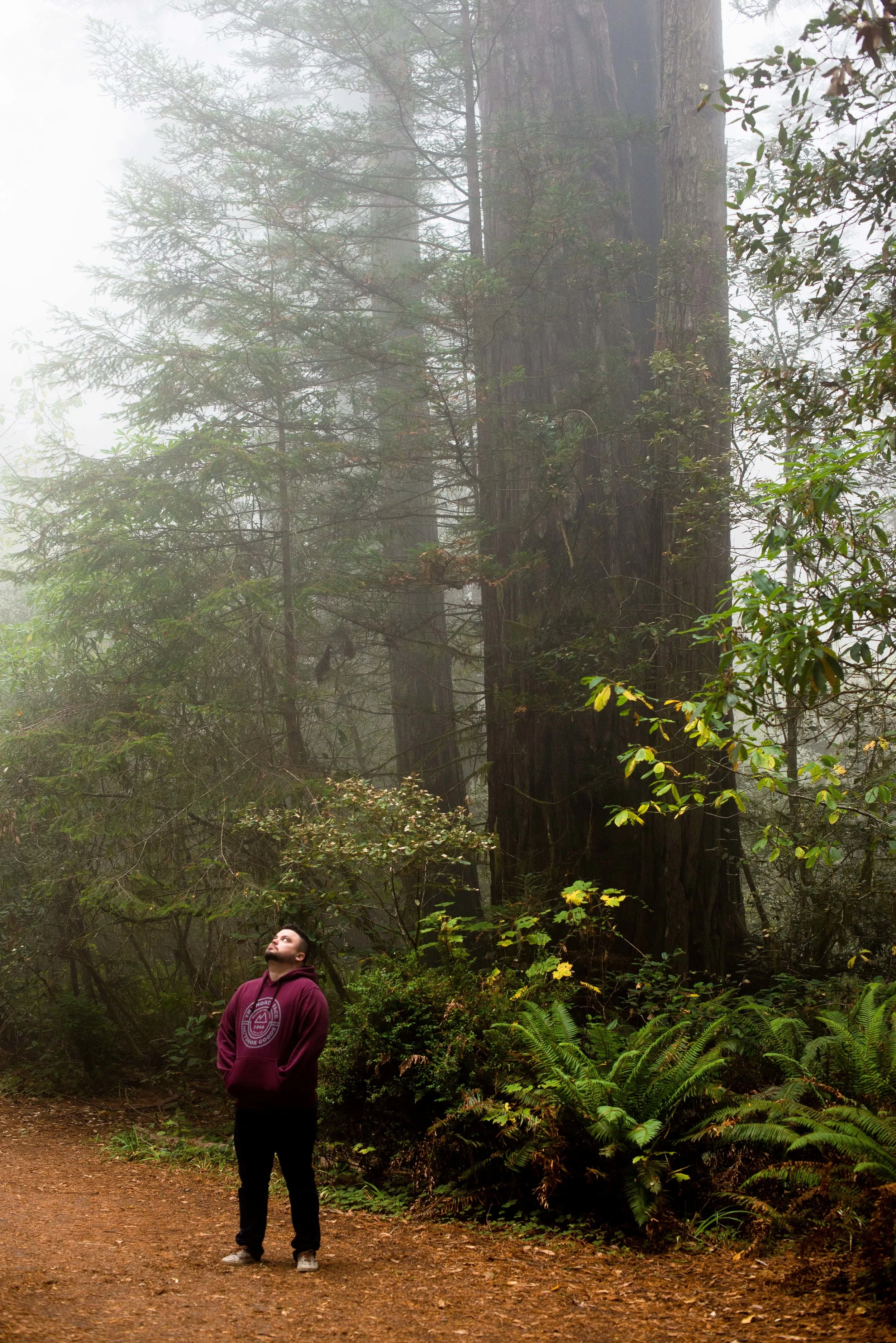 Redwood National & State Parks, CA