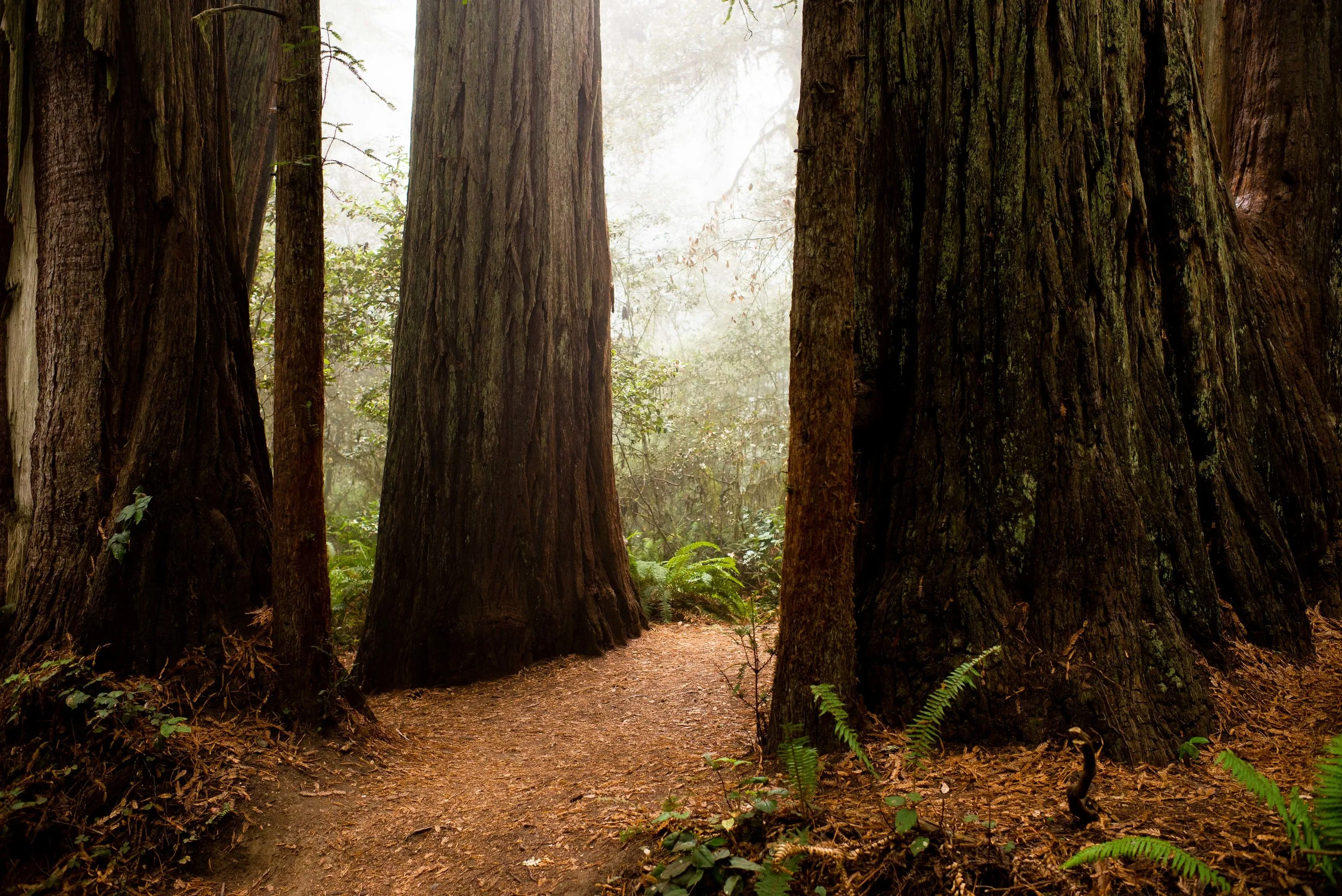 Redwood National & State Parks, CA