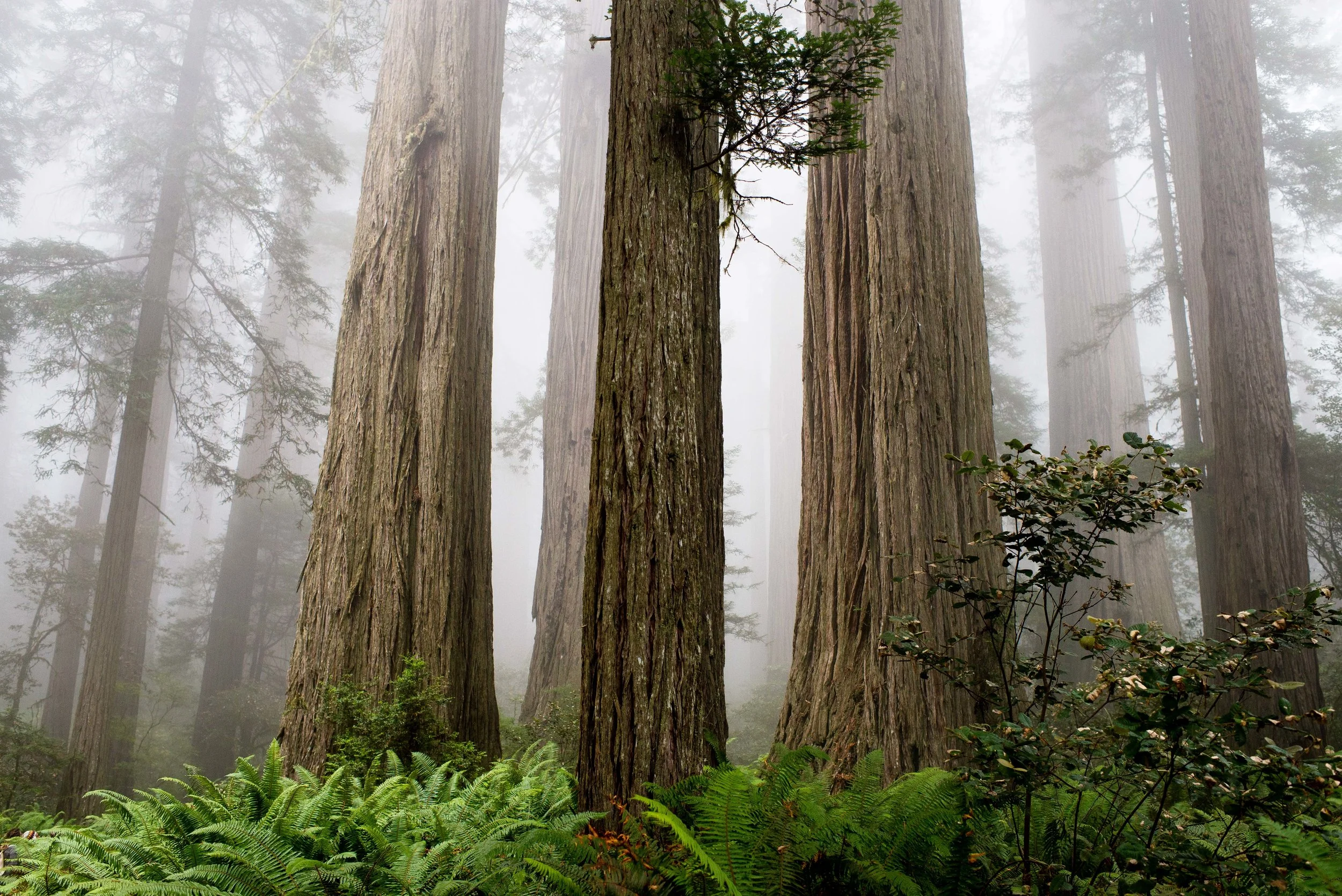 Redwood National & State Parks, CA