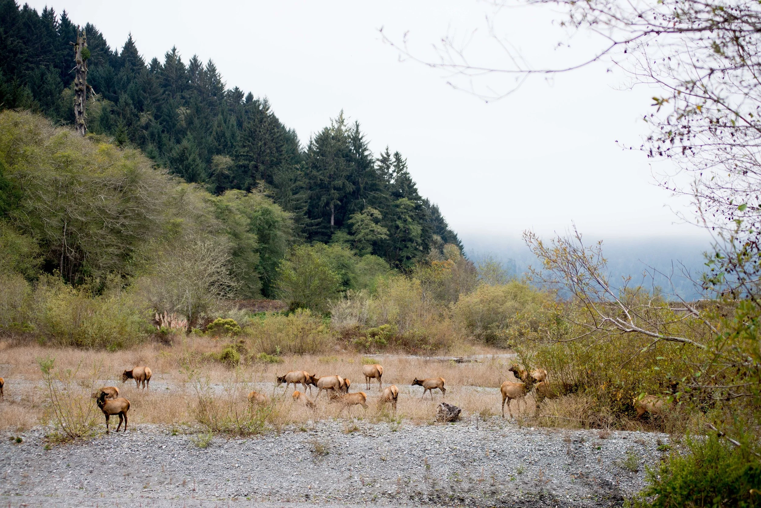 Redwood National & State Parks, CA