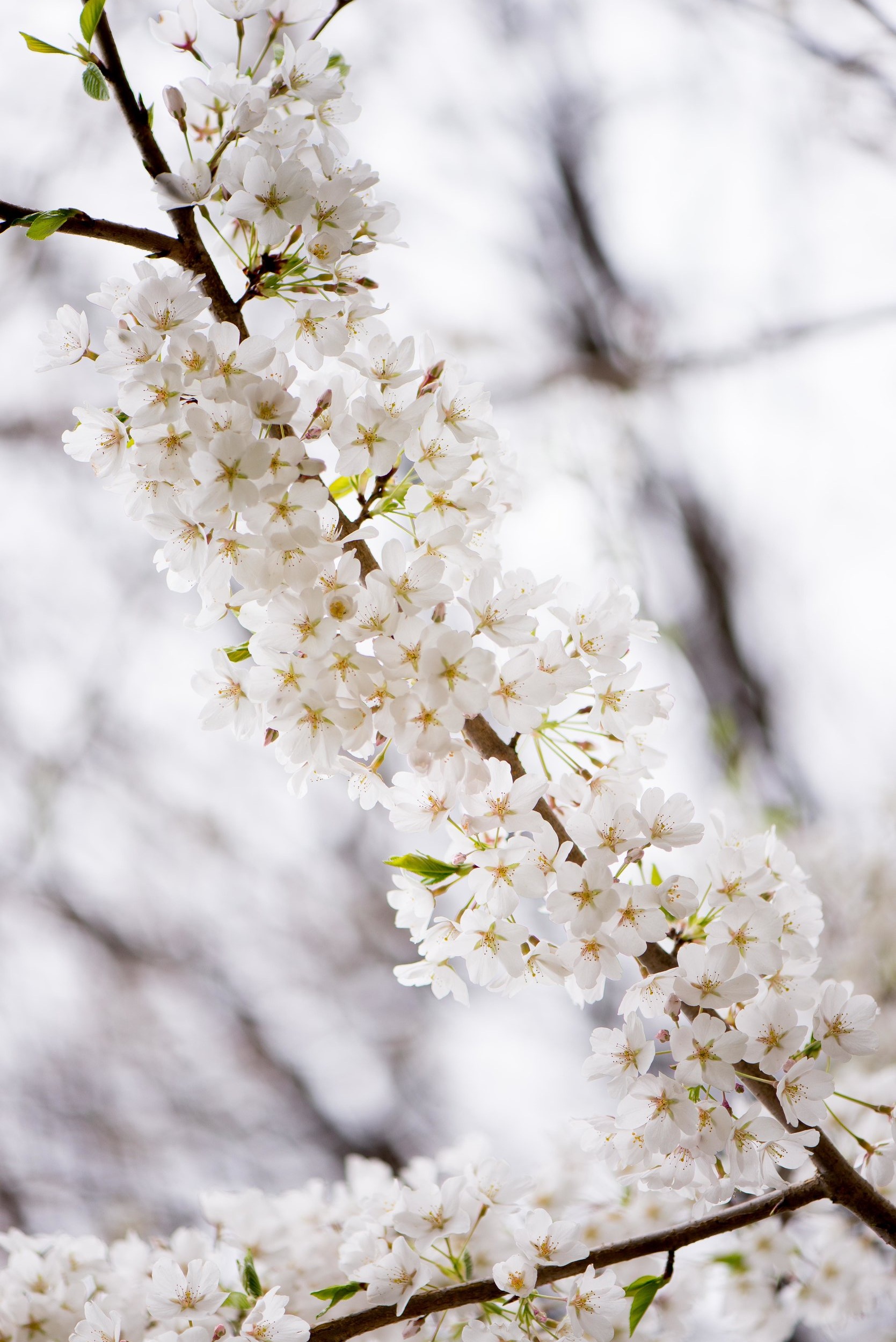 The+228+in+Sterling+Wedding+April+and+Brian