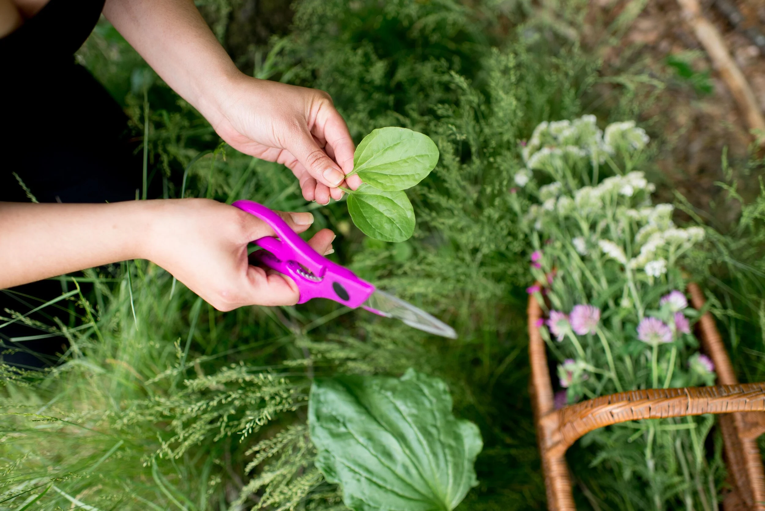 SproutChange Herbalist Worcester MA Priscila Espinosa