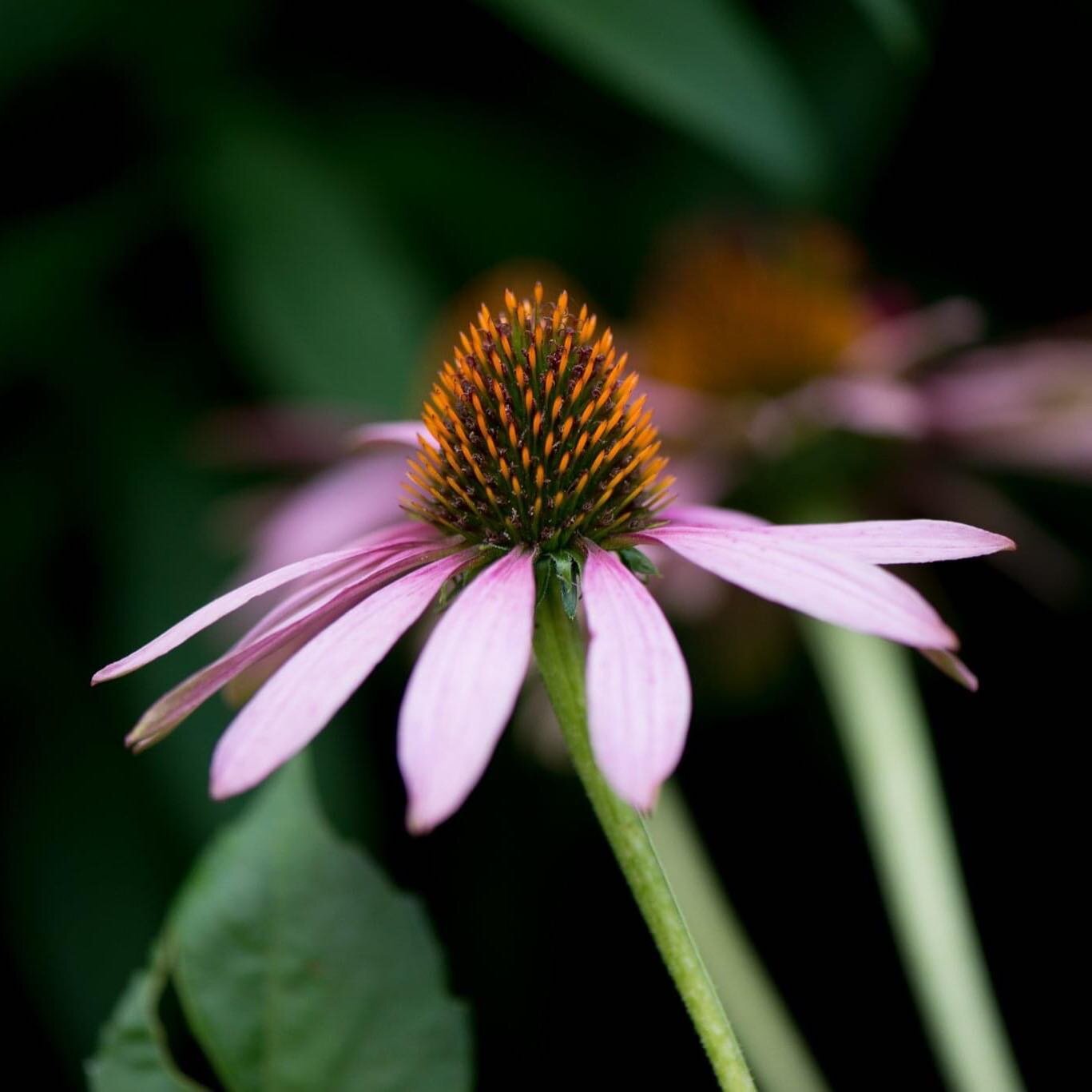 Quirky is good. But its kinda awkward. 

I like &quot;dressing up&quot; sometimes but I feel like I am just like echinacea. Pretty pink petals with this ginormous and spiky center. Yet somehow I need to learn a lesson or 2 from this flower. It doesn'