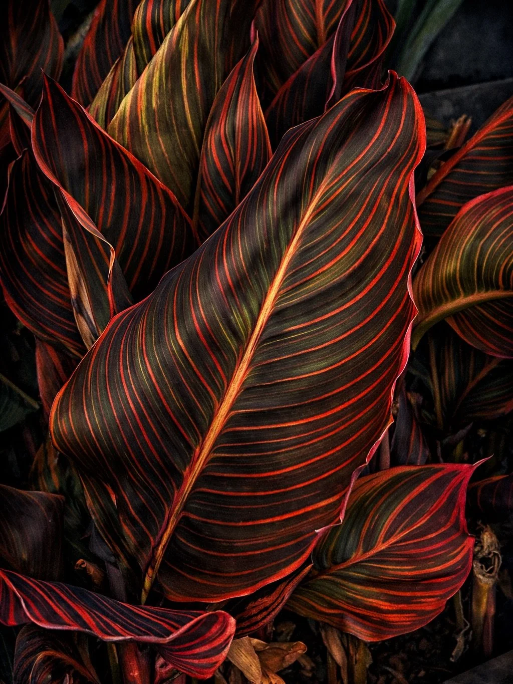 Some new tests, with The Garden series finished, I'm now turning my attention to developing a new project, here are a couple of new images.