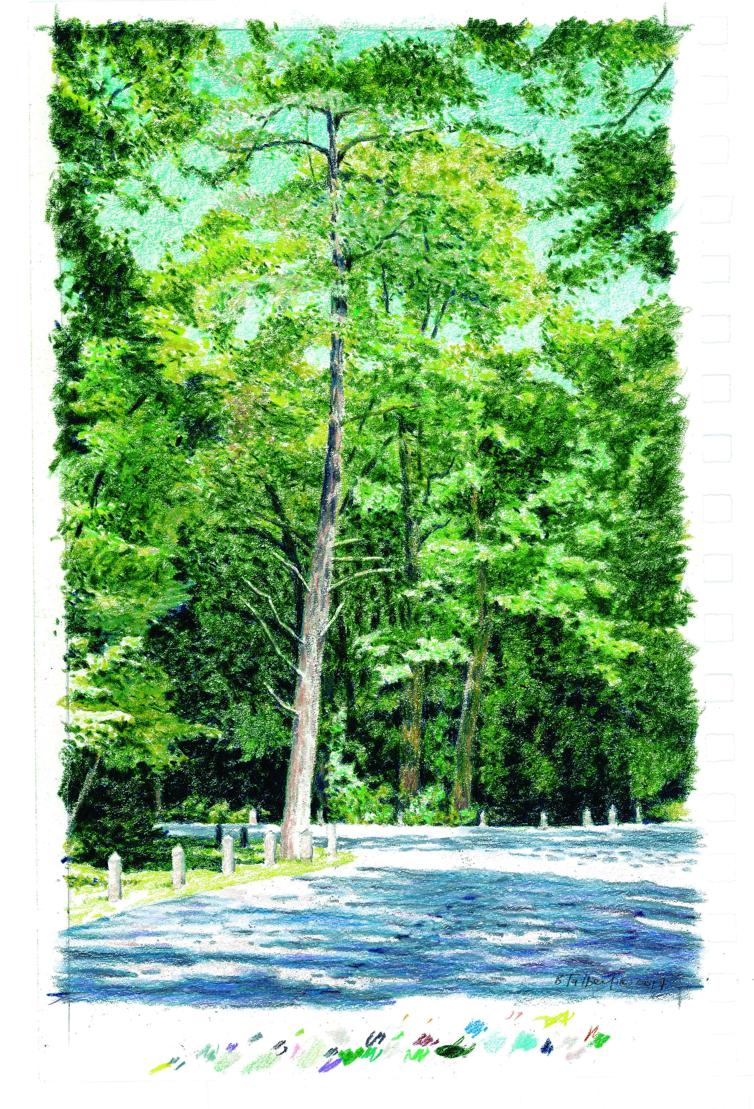 old cedar in diffuse light