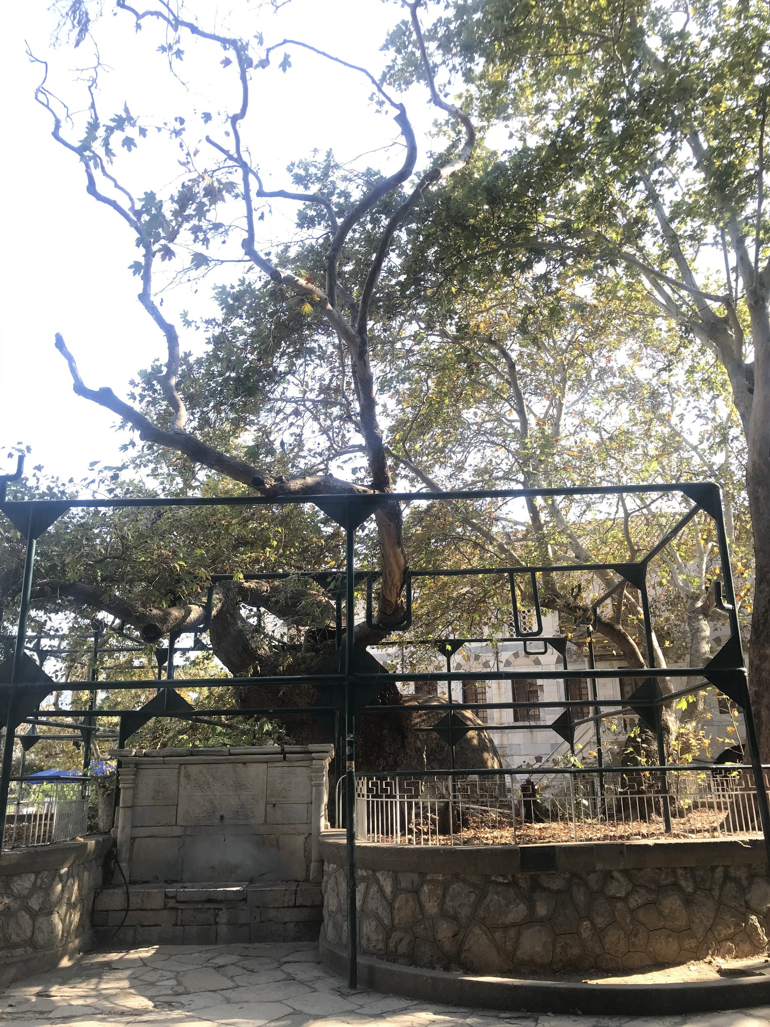 Tree of Hippocrates.JPG