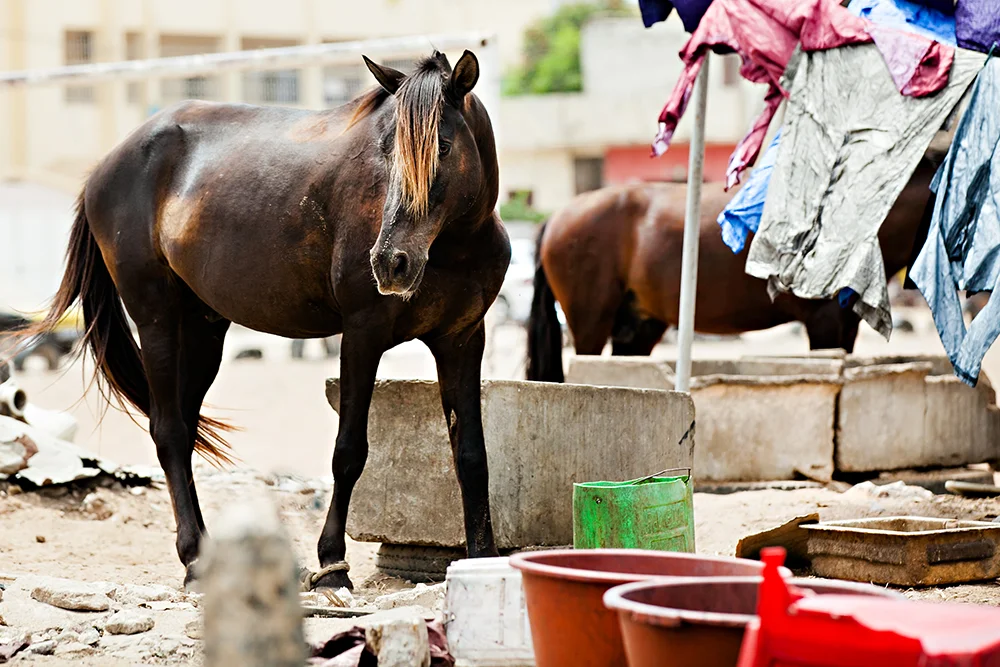 Senegal 0183.jpg