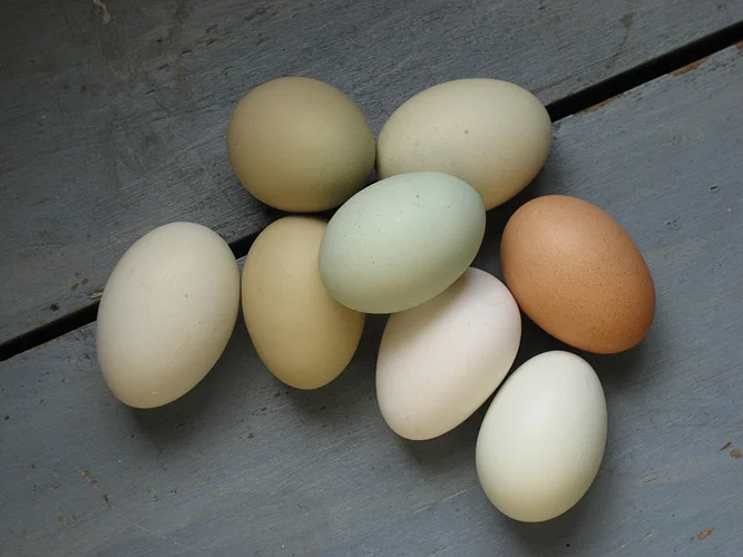 eggs.jpg