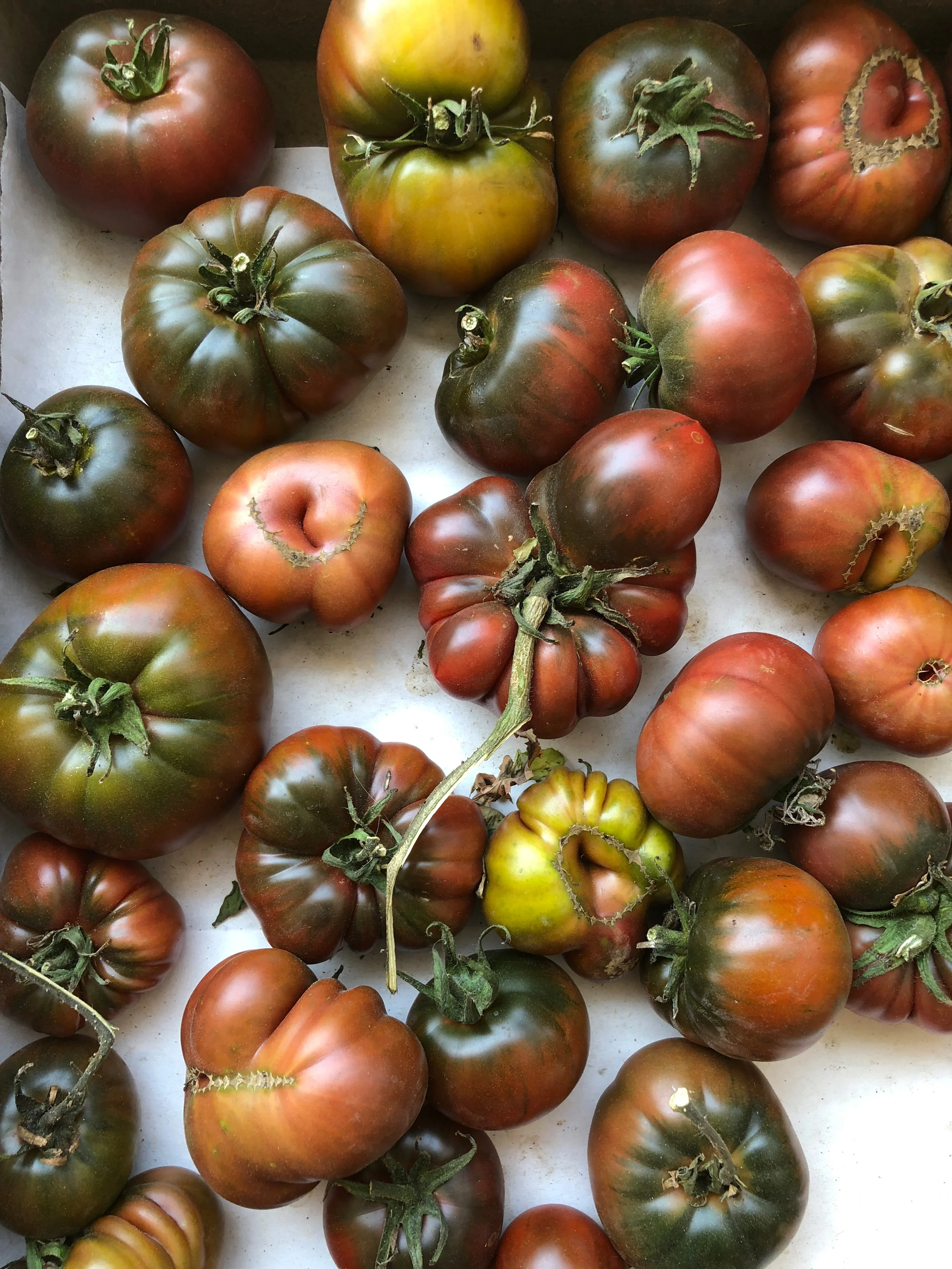 Tomatoes_Claire_2_IMG_8319.jpg