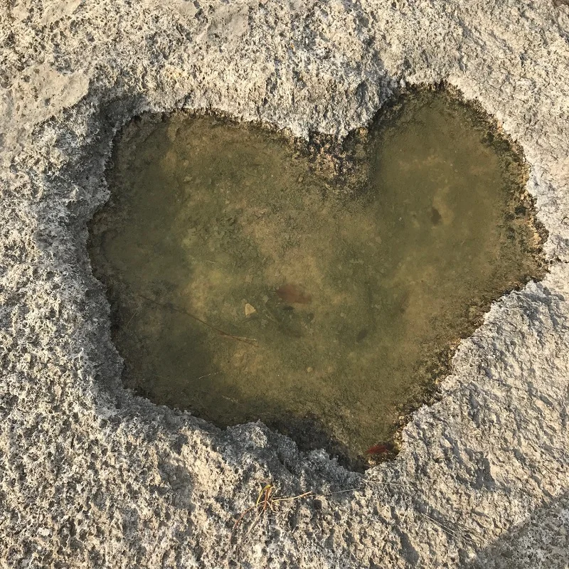 My friend Jenna looks for hearts in nature all the time, so when I see them now, I think of her. This one was right in the middle of my path at Bull creek park.