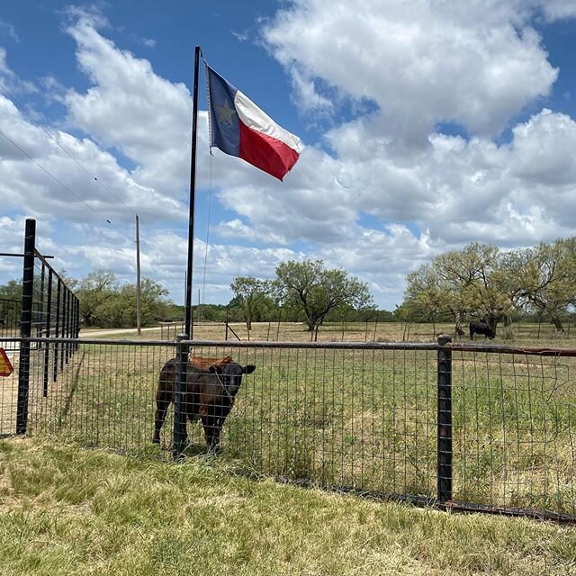 It&rsquo;s like our own animal safari out here. 🎶 Wide open spaces...
&bull;&bull;&bull;&bull;&bull;&bull;&bull;&bull;&bull;&bull;&bull;&bull;&bull;&bull;&bull;&bull;&bull;&bull;&bull;&bull;&bull;&bull;&bull;&bull;&bull;&bull;&bull;&bull;
#texaslife