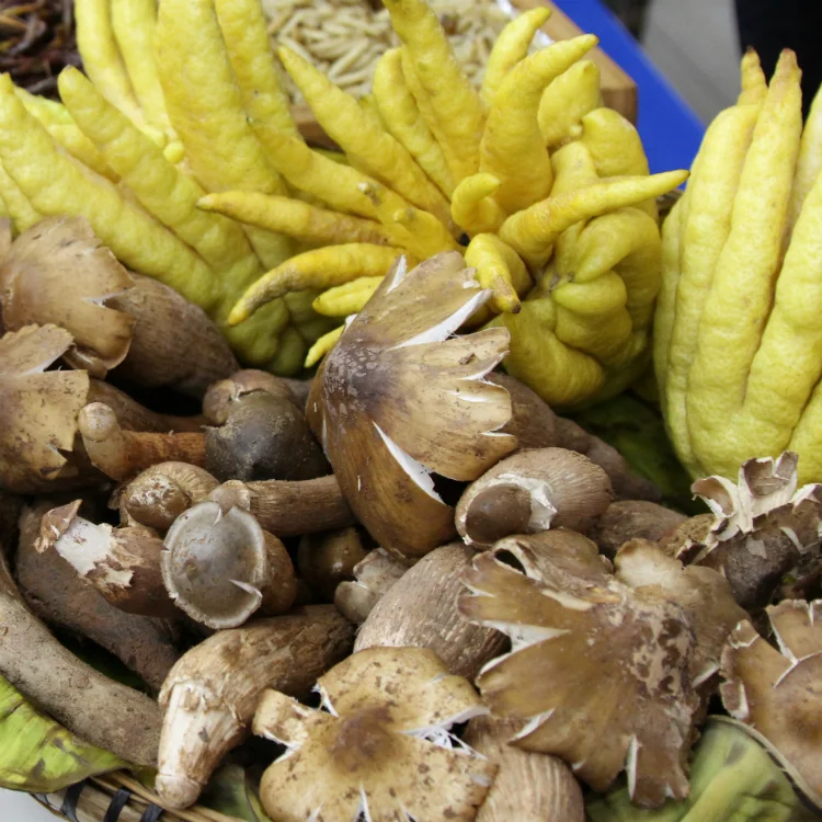 BiGu and Food Therapy
