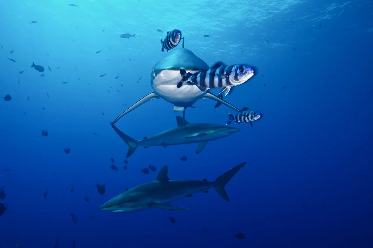 New Gallery 1 - Underwater - 1 of 8 (1).jpg