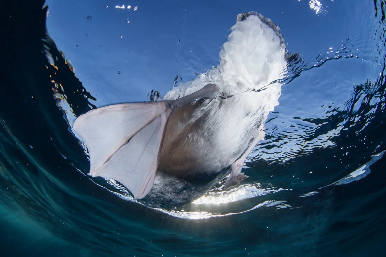 New Gallery 1 - Underwater - 1 of 8 copy 2.jpg