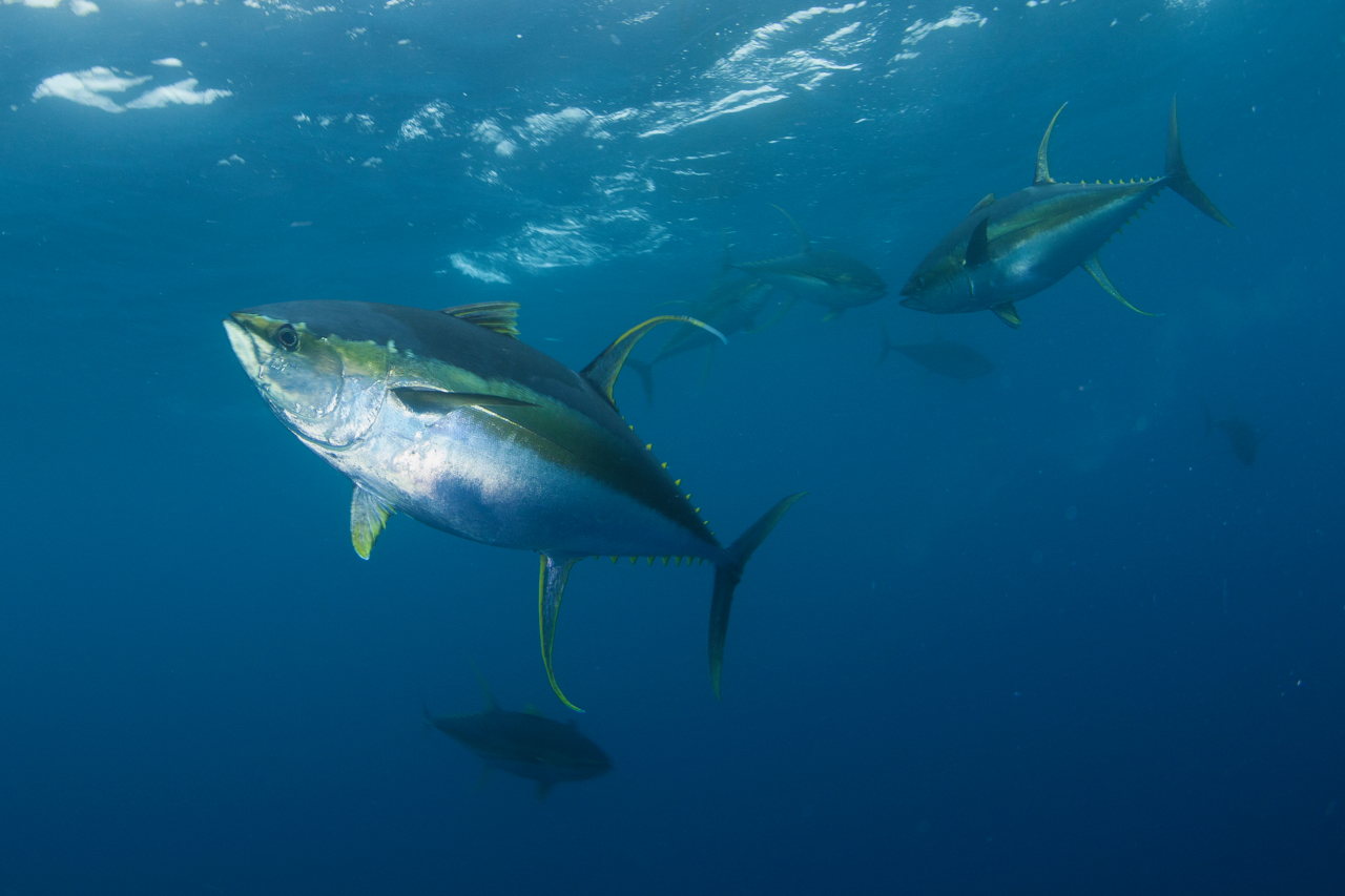 Yellowfin tuna in the open ocean.