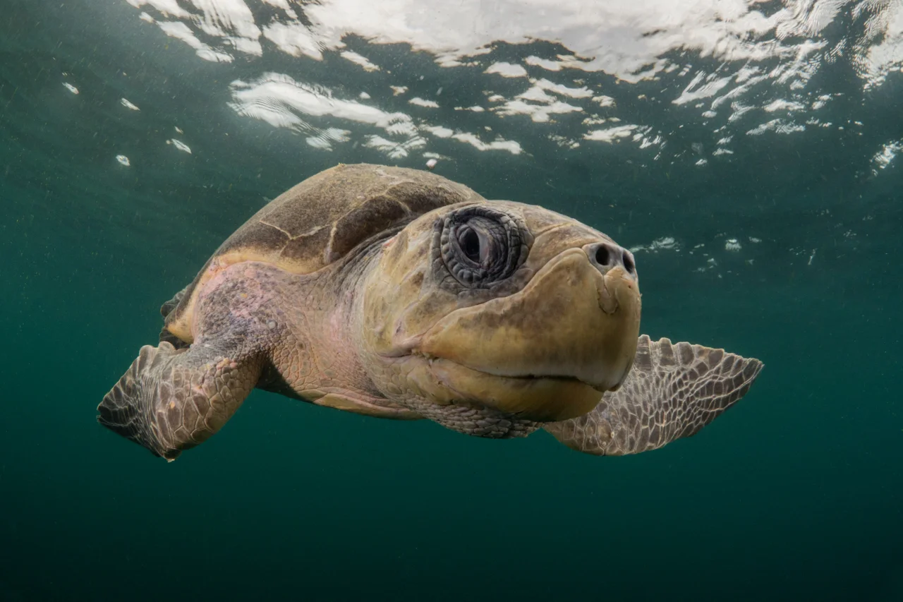 The old man of the sea - an Olive Ridley turtle.