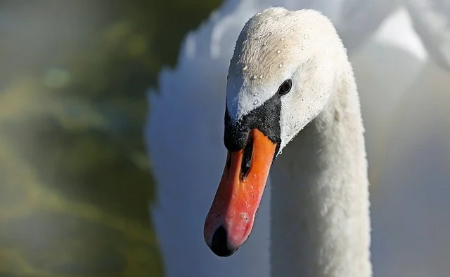 swan-673676_640.jpg