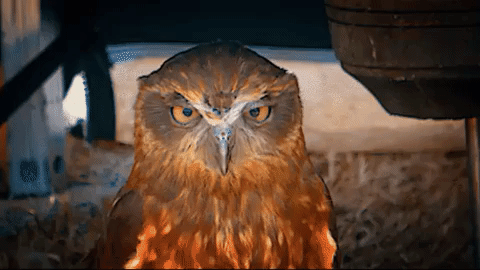 "What do you mean I won't find out about my child's transport until the day before they are due to go back?" The bird is demonstrating the stressed-out SEND parent's 'hard stare'.